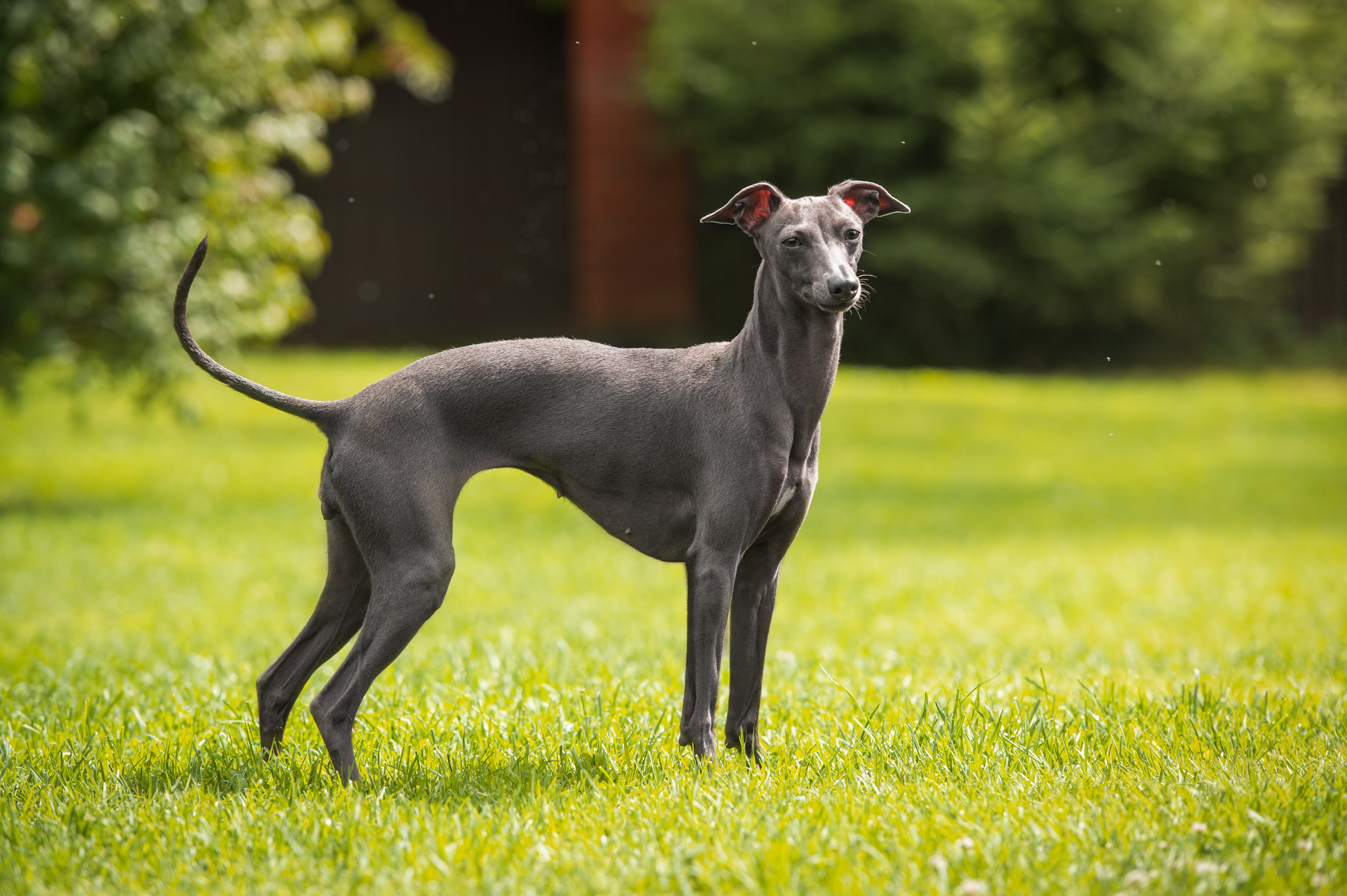 Italian greyhound