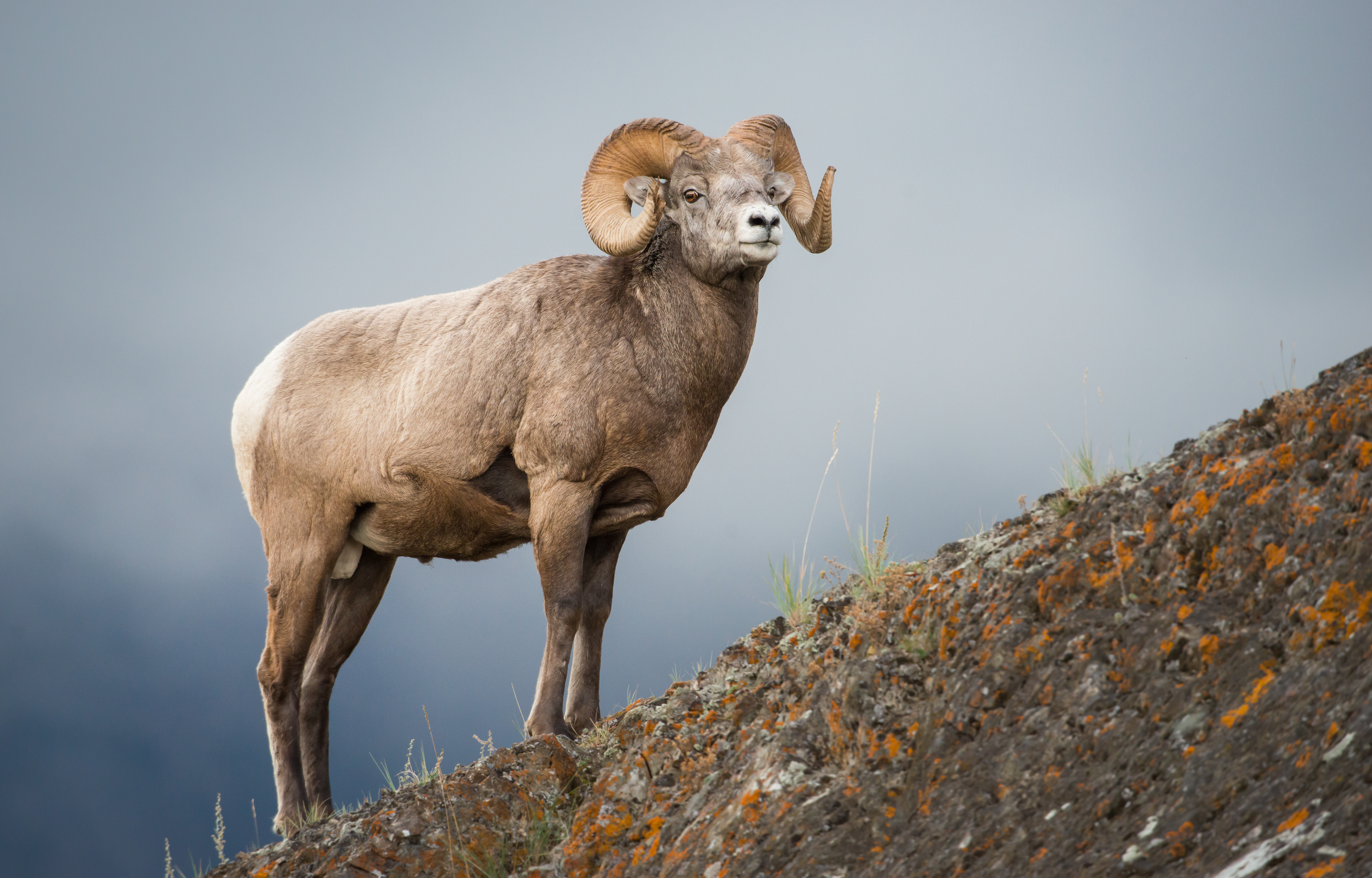 Bighorn ram