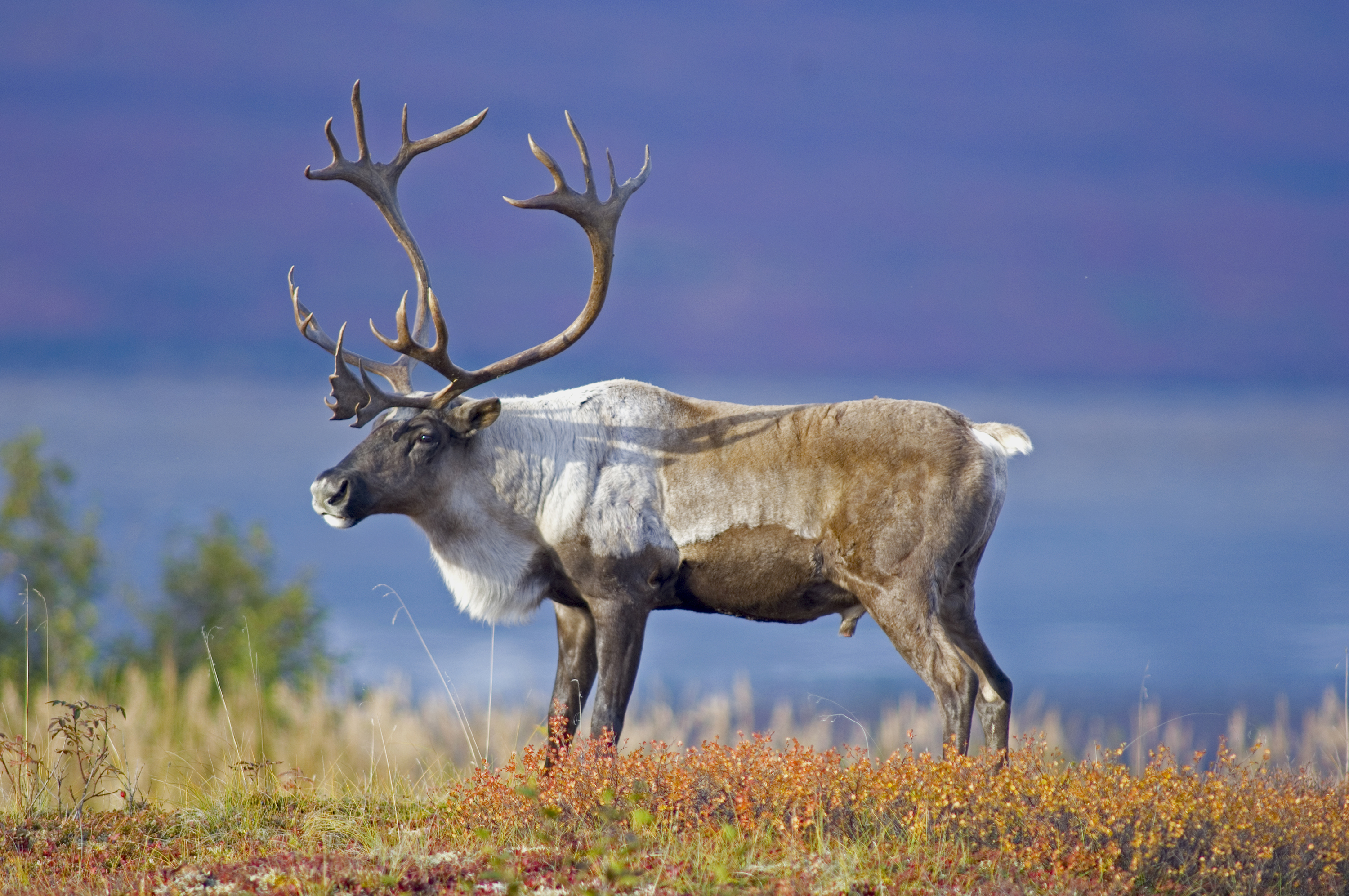 Caribou