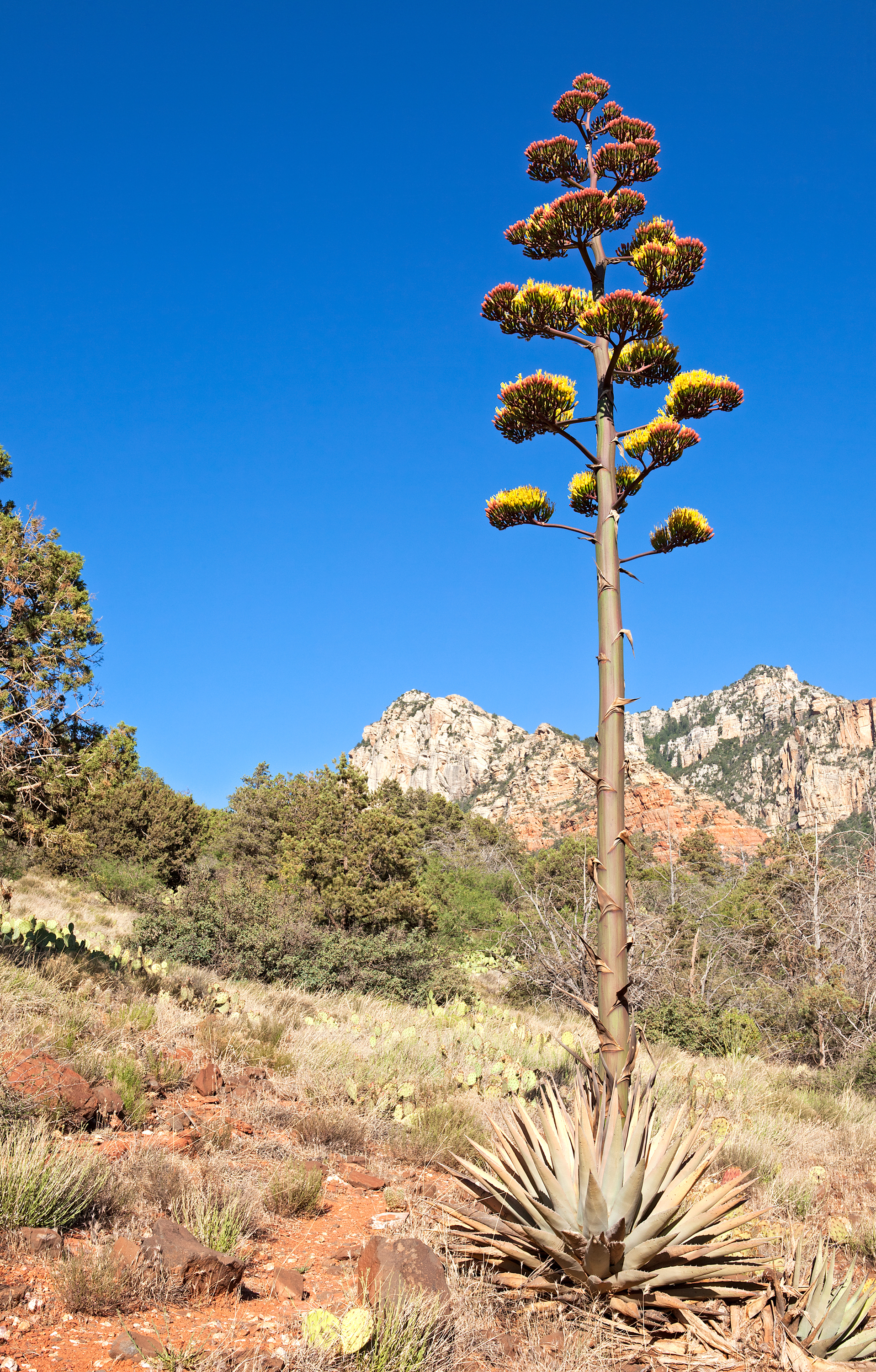 Agave plant