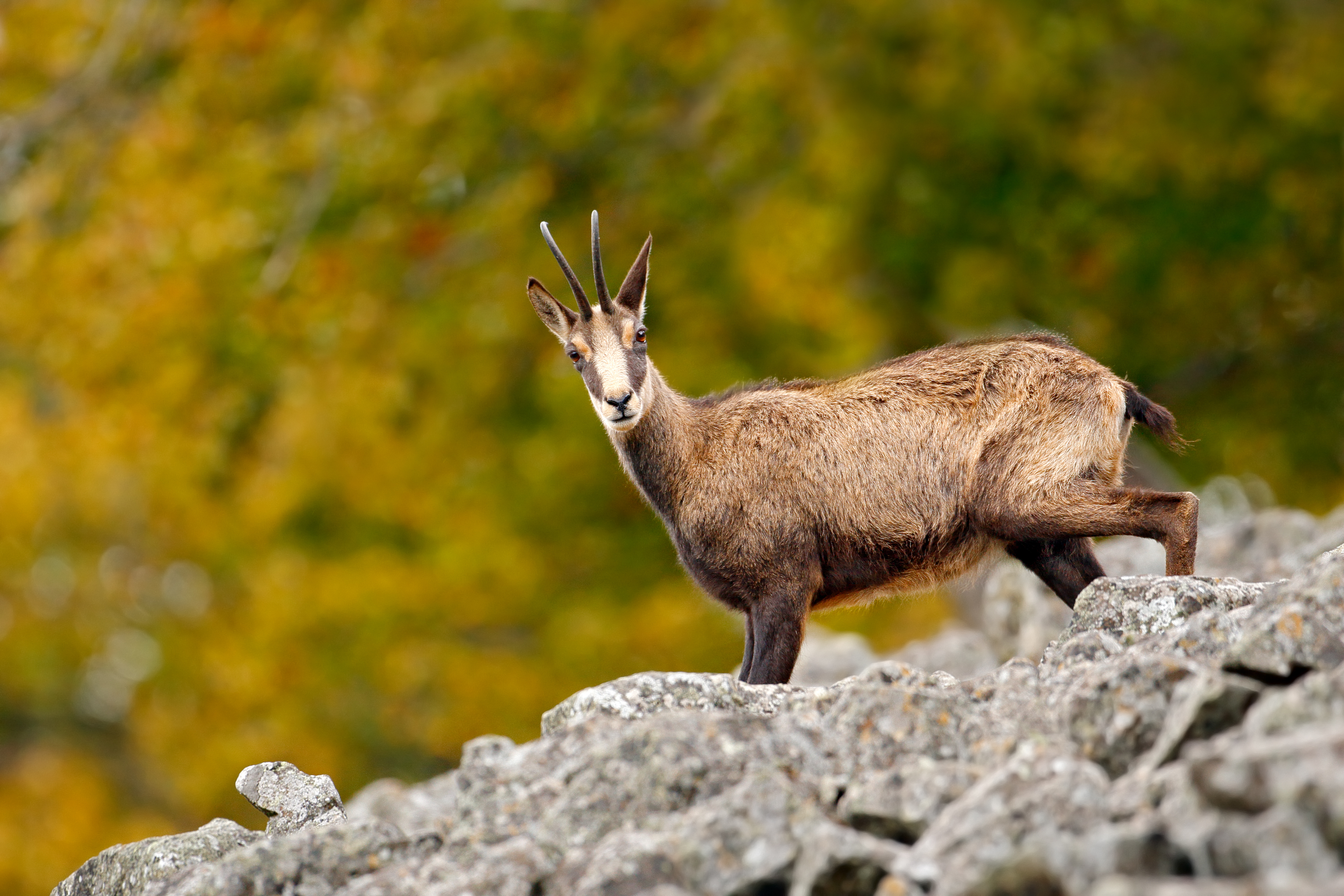 Chamois