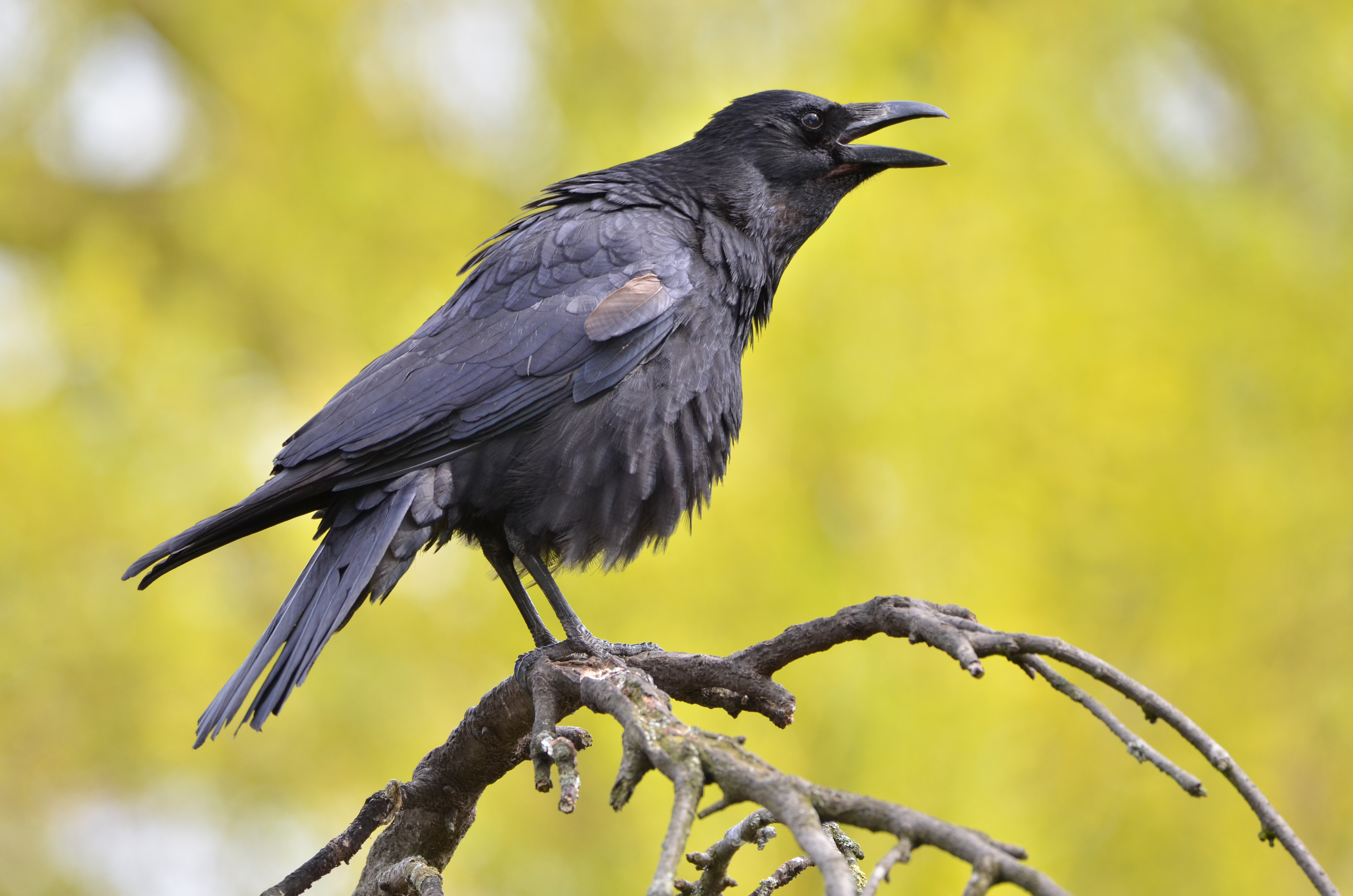 Carrion crow