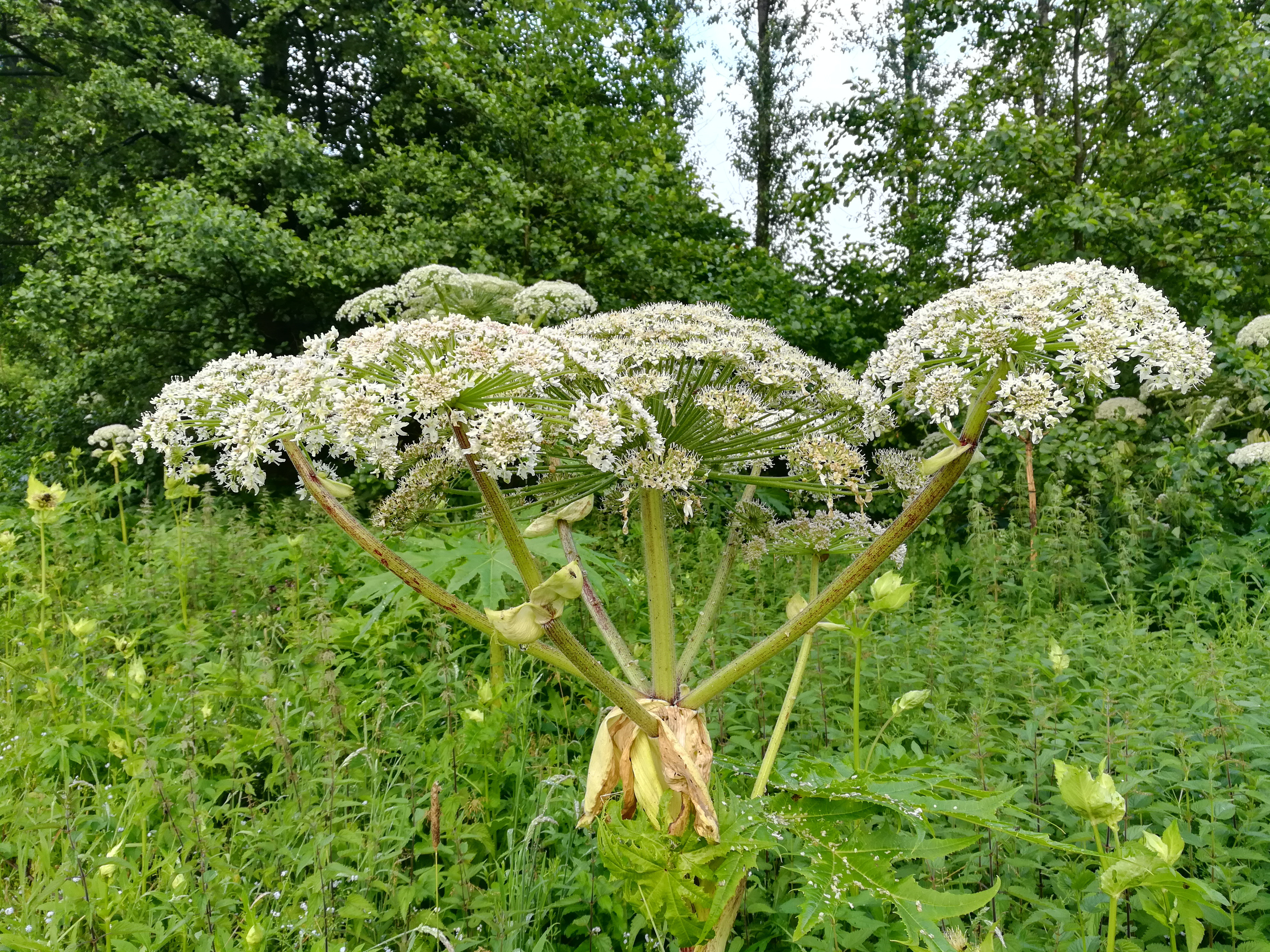 Giant hogweed