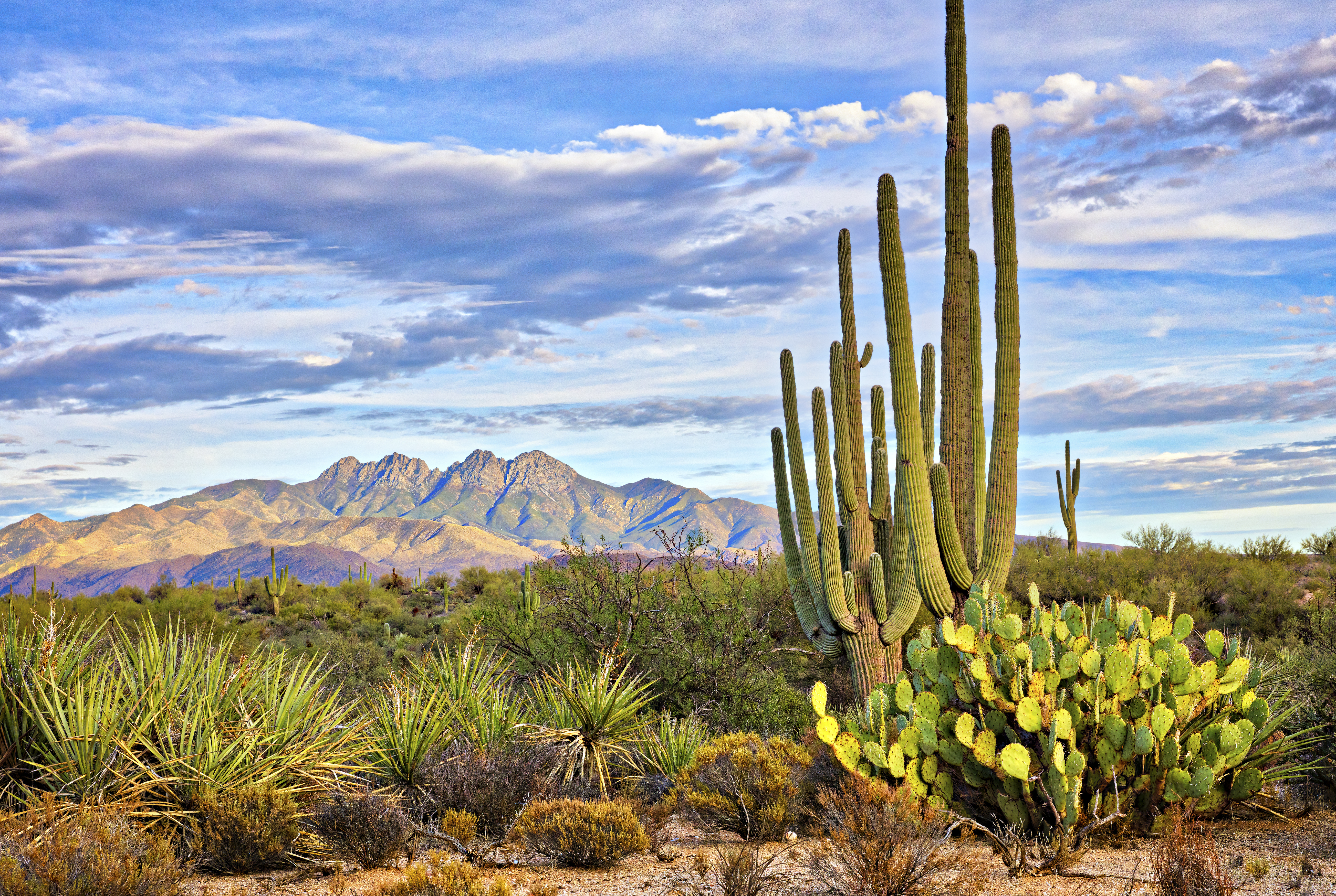 Sonoran Desert near Phoenix, Arizona