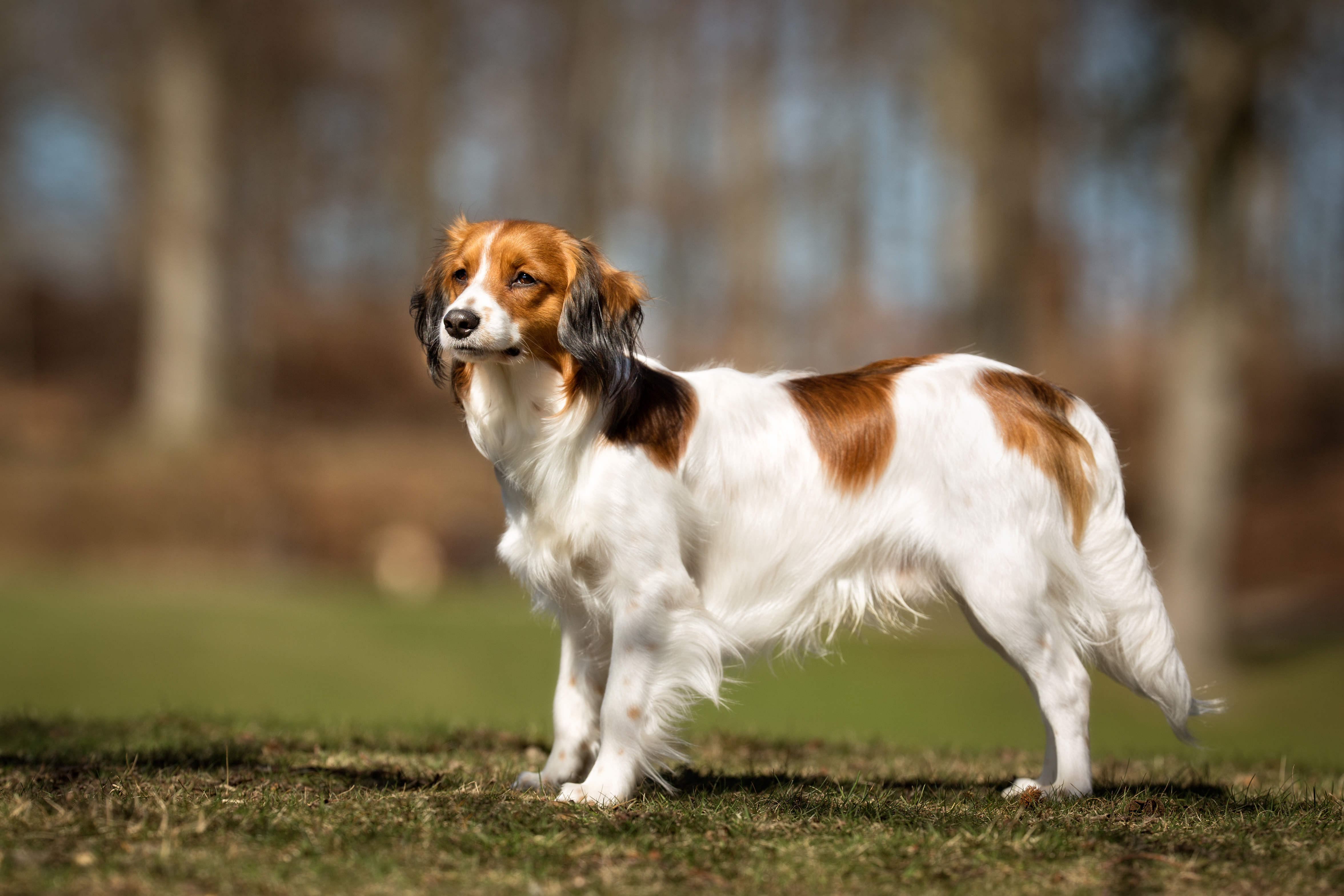 Nederlandse kooikerhondje