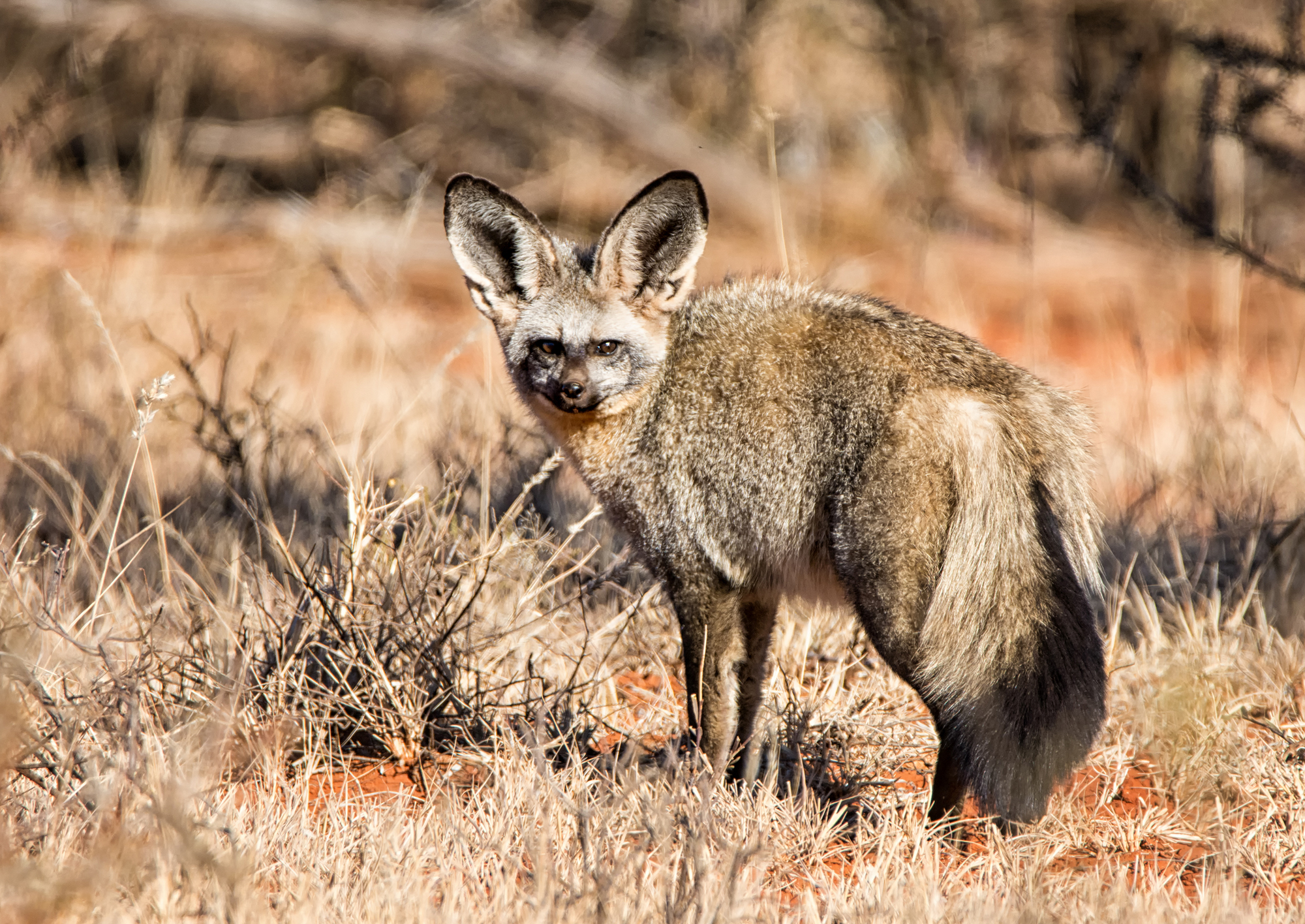 Bat-eared fox