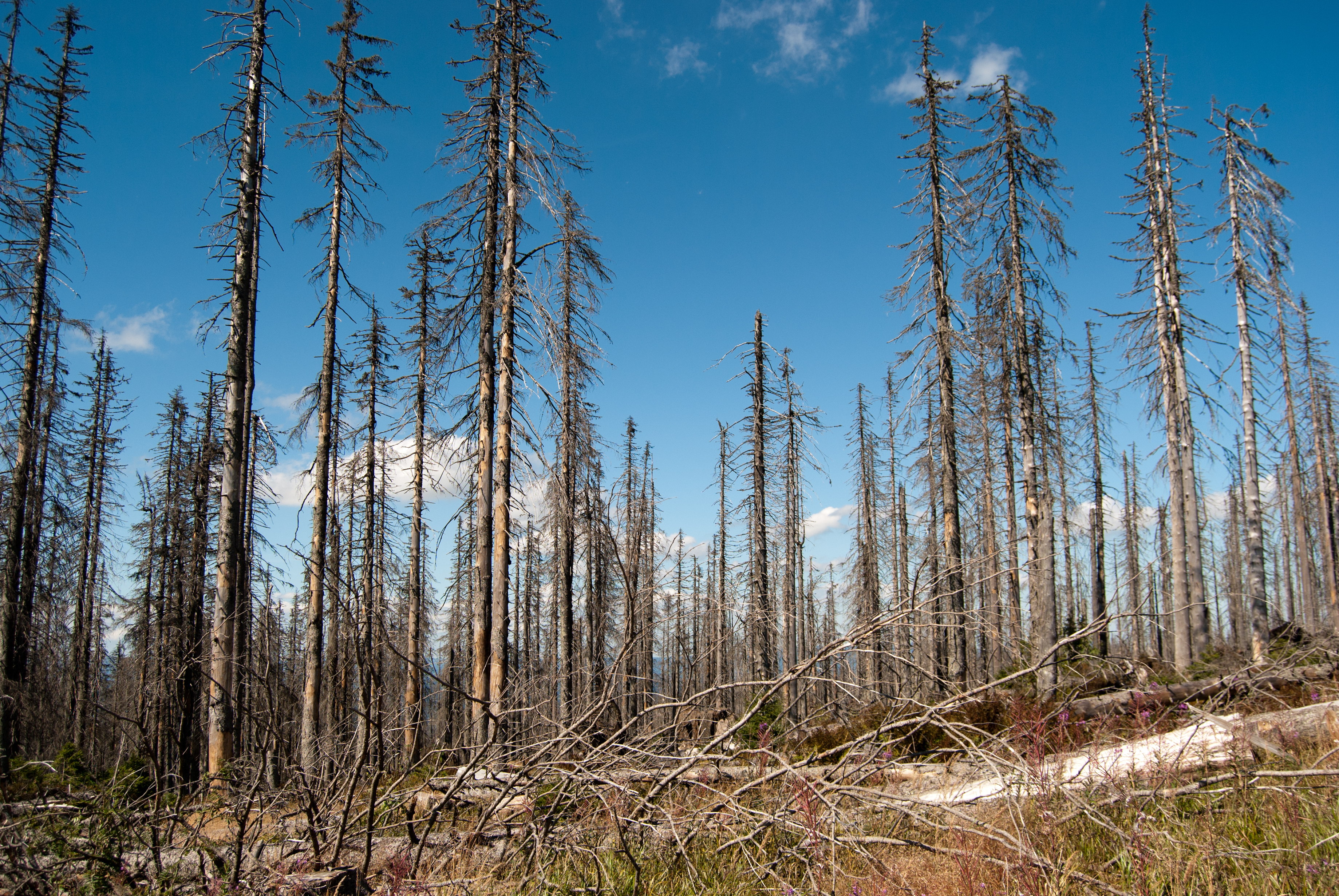 Forest damaged by acid rain