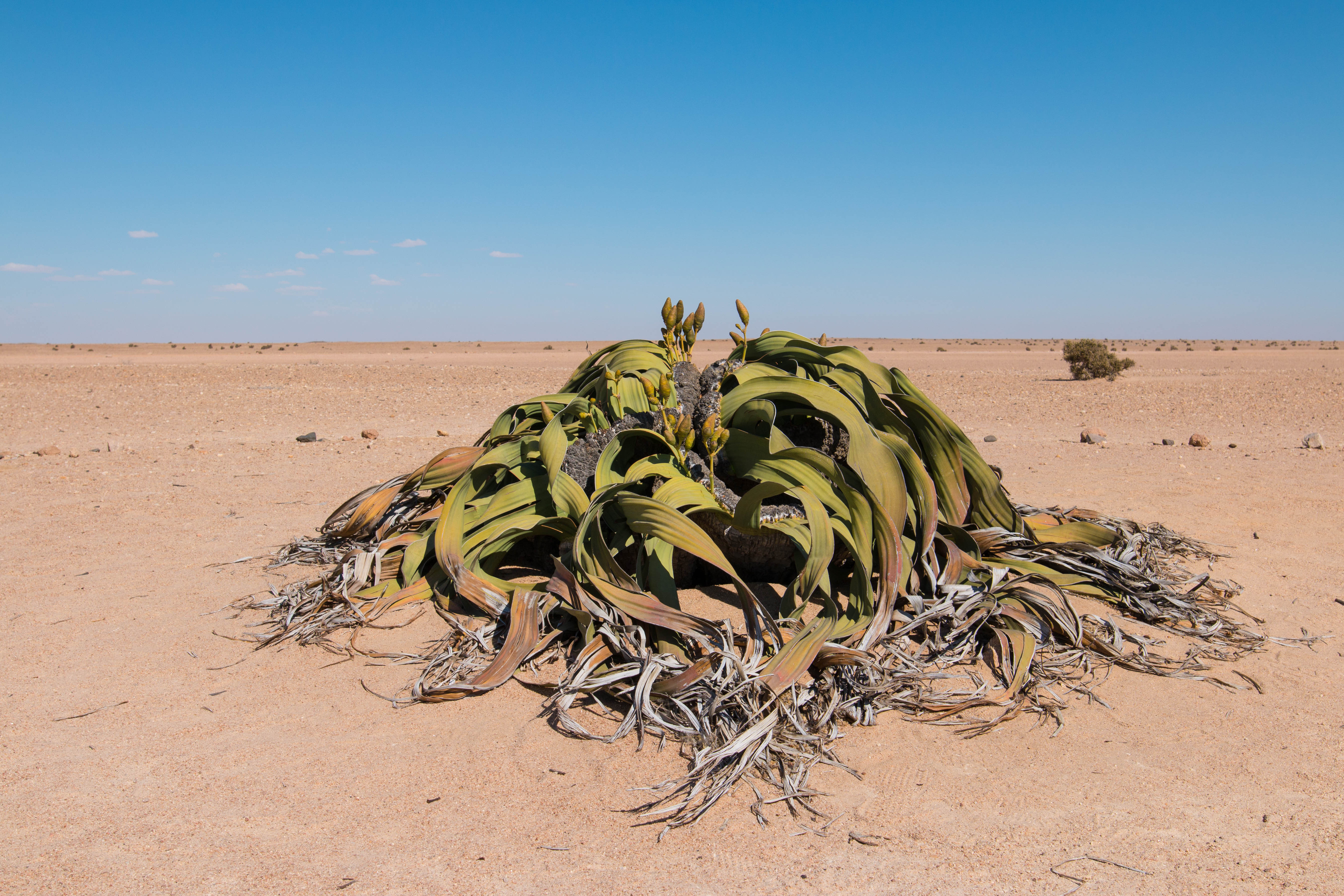 Welwitschia