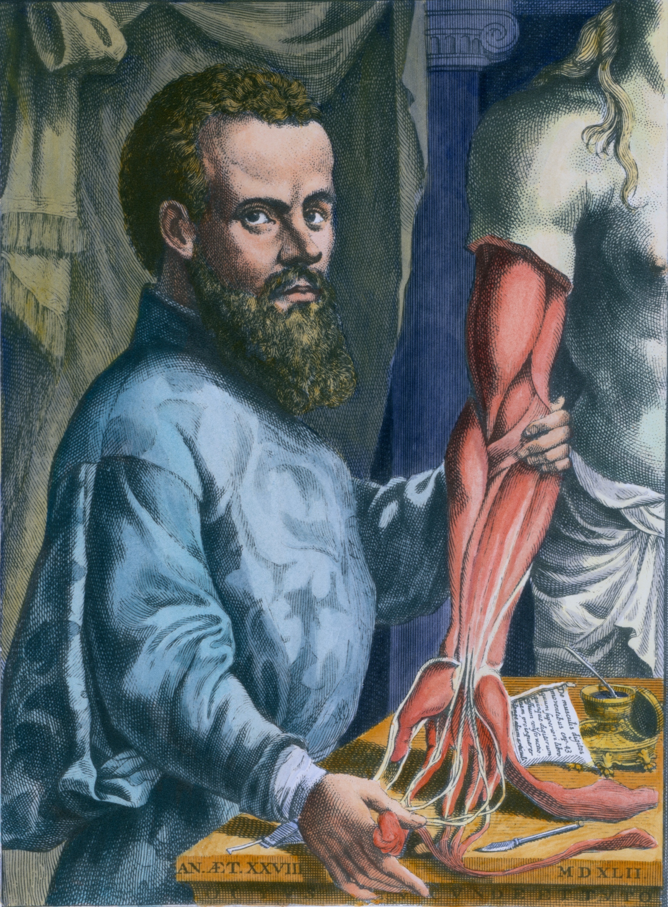 Flemish physician Andreas Vesalius