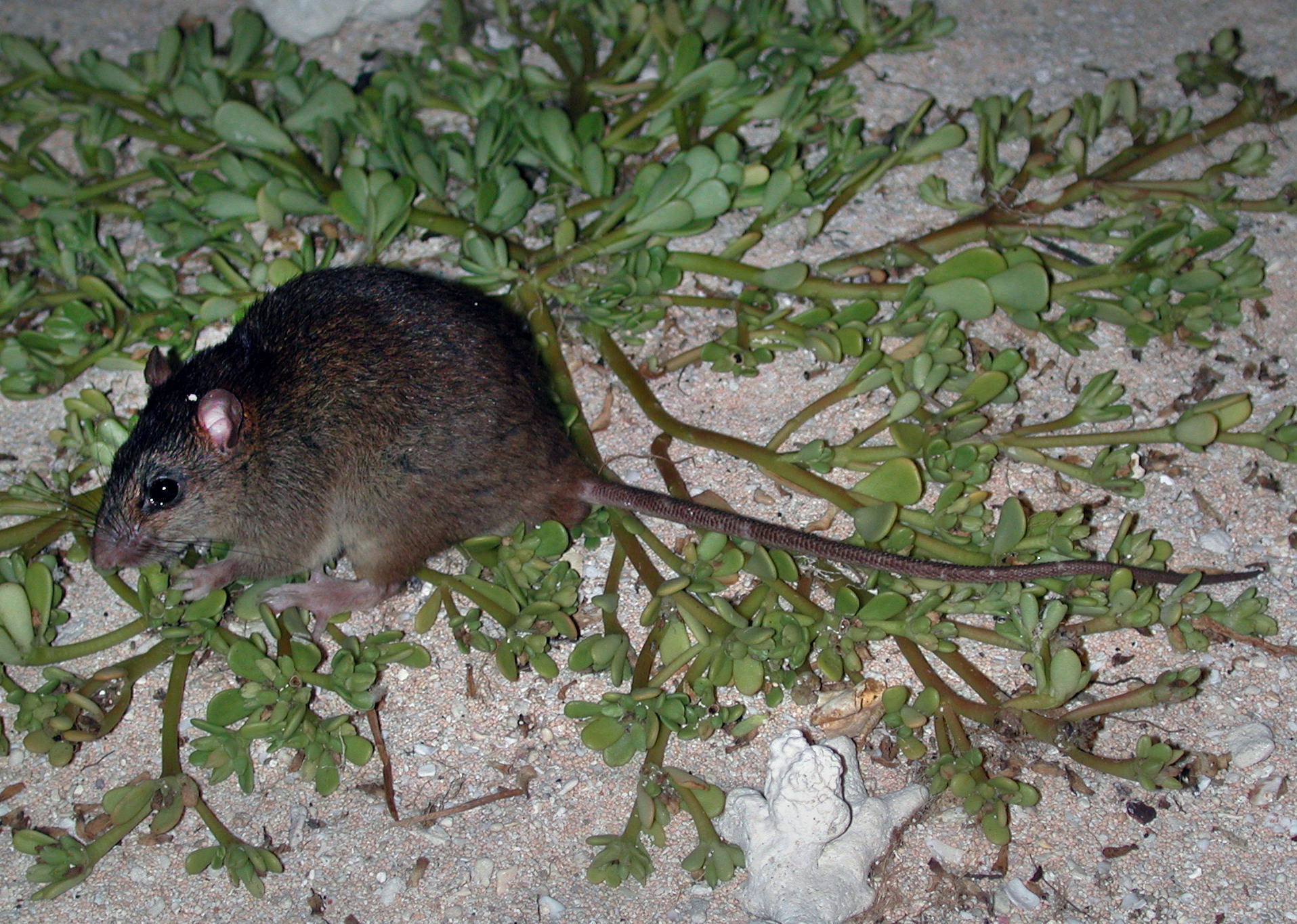 Bramble Cay melomys, a rodent driven to extinction by global warming