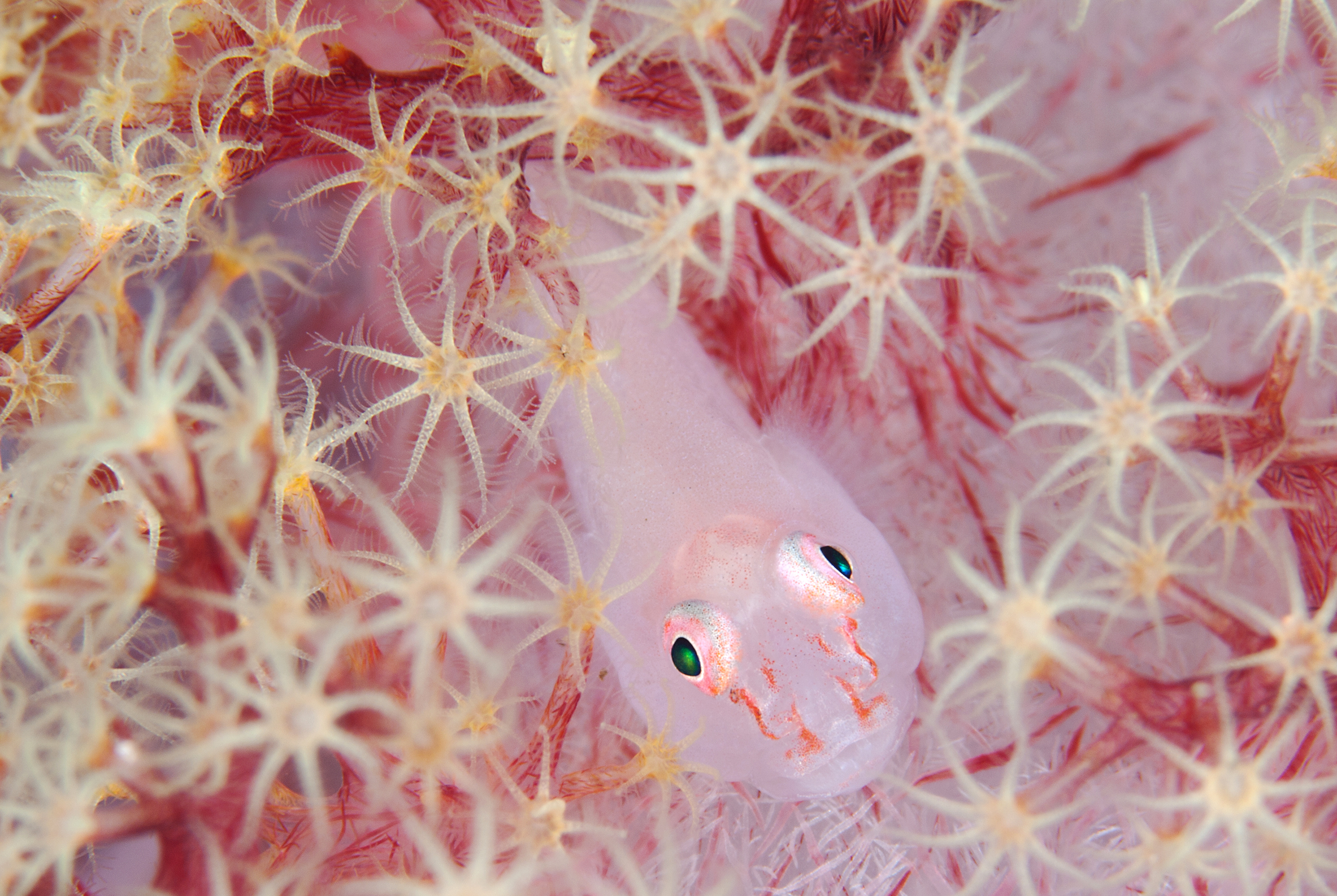 Softcoral ghost goby