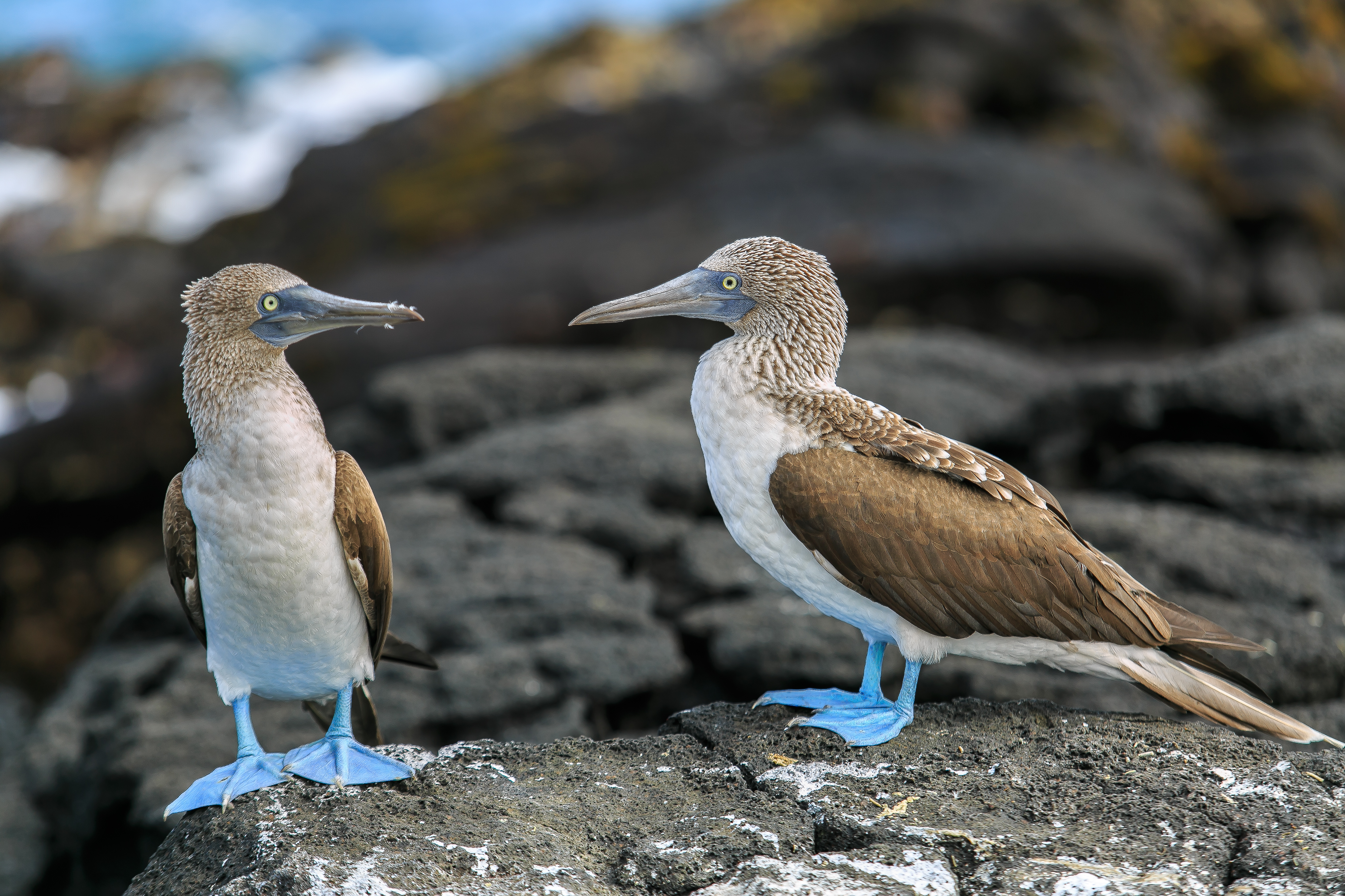 Blue-footed boobies