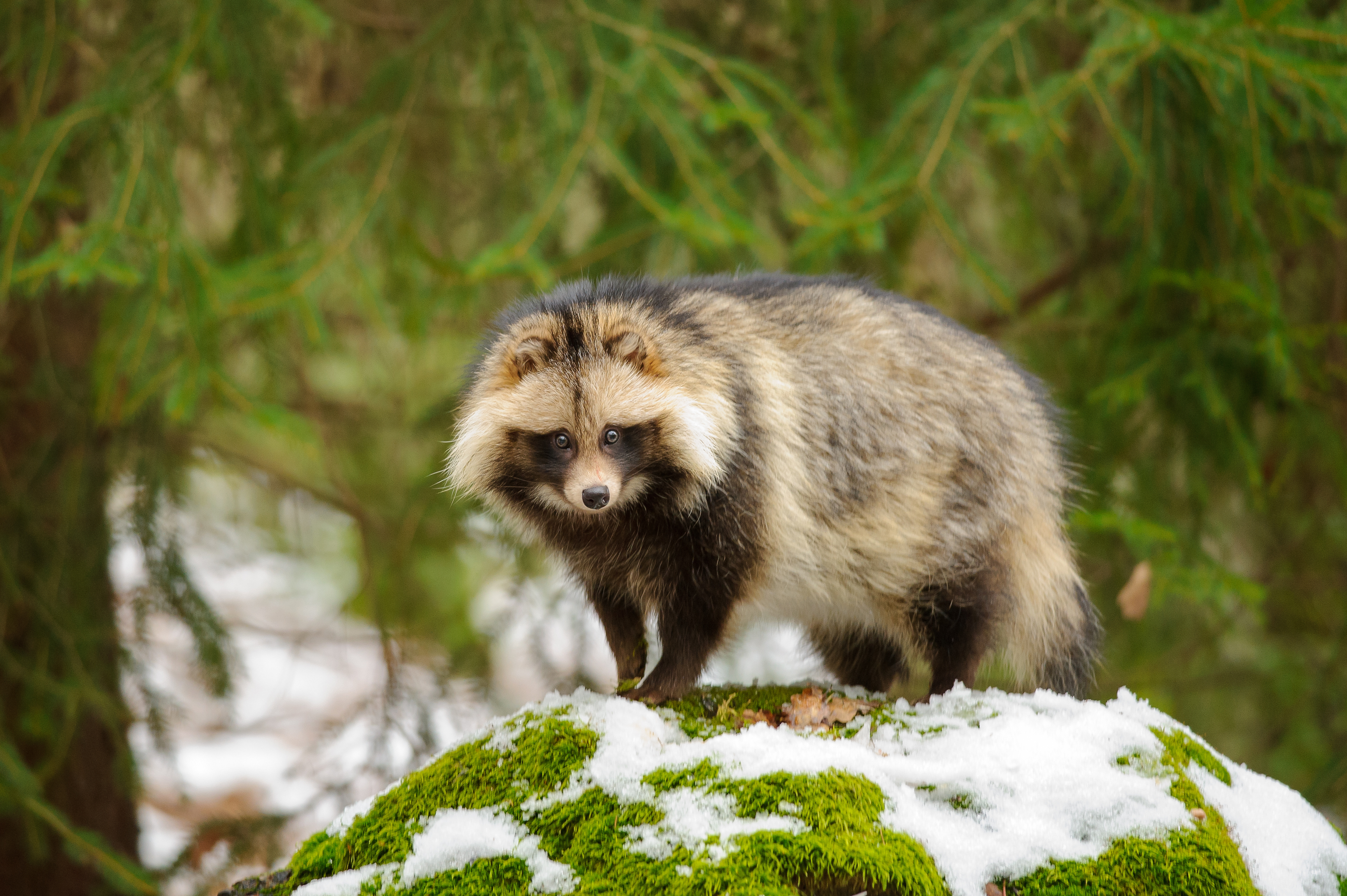 Raccoon dog