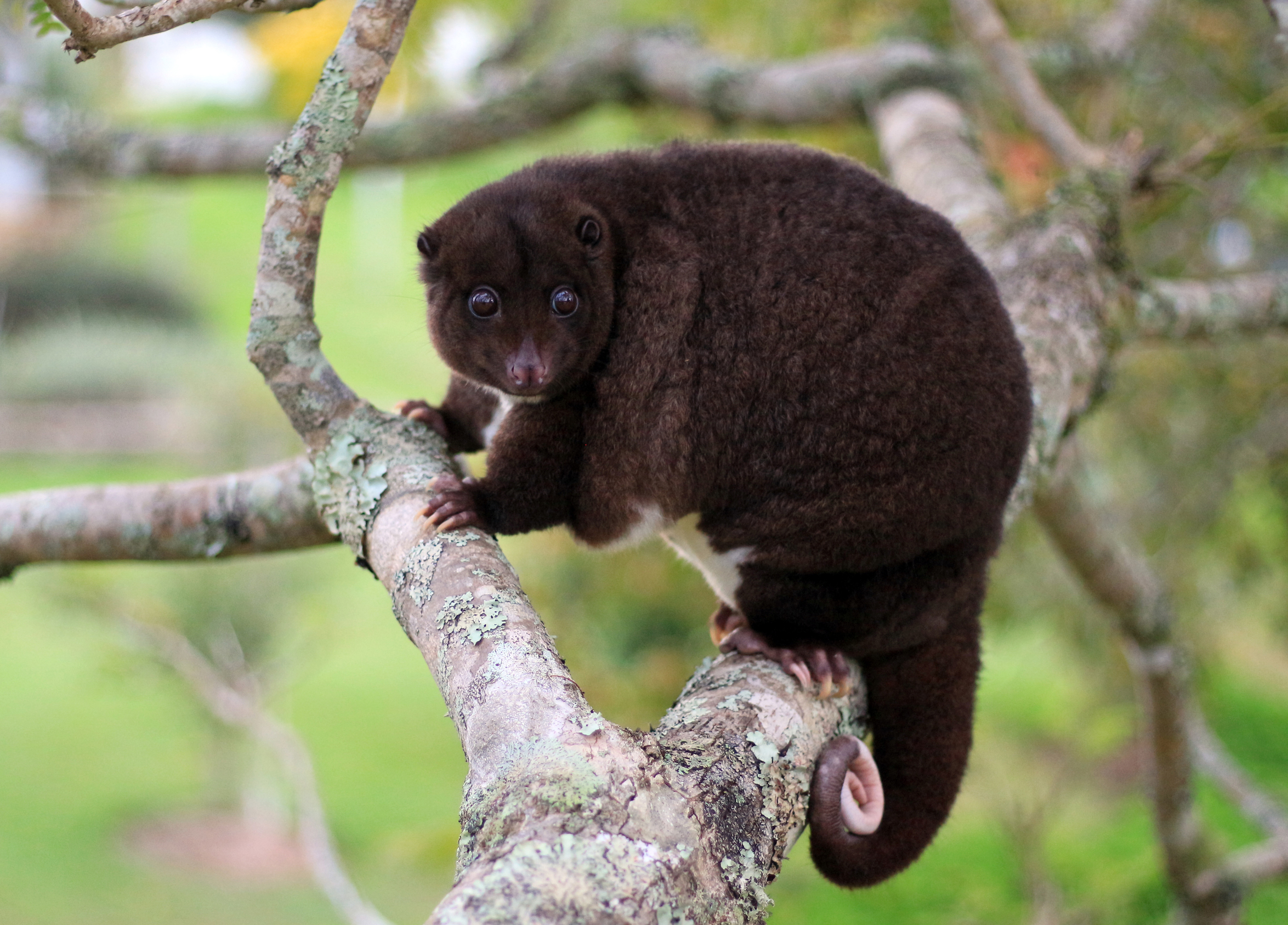 Cuscus