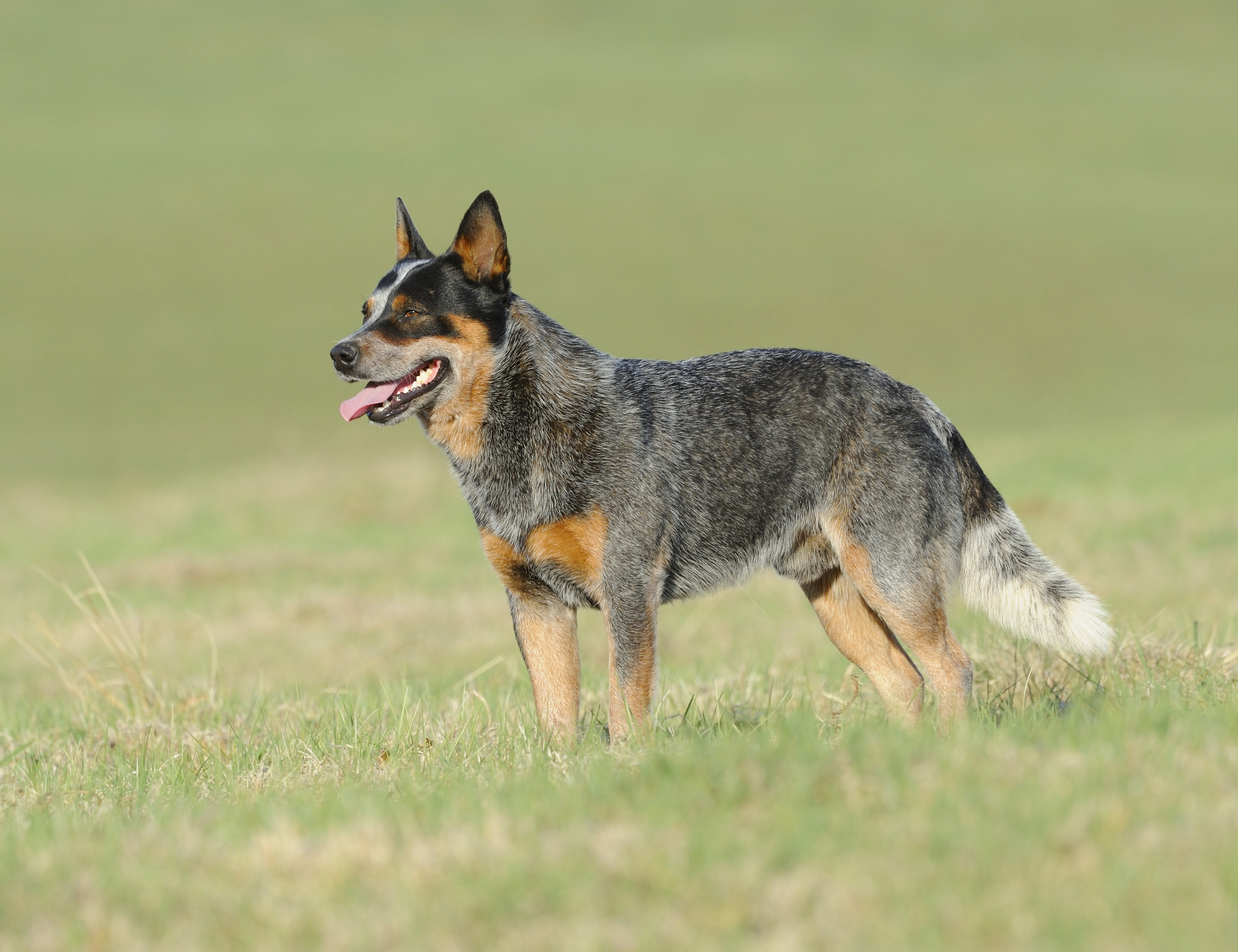 Australian cattle dog