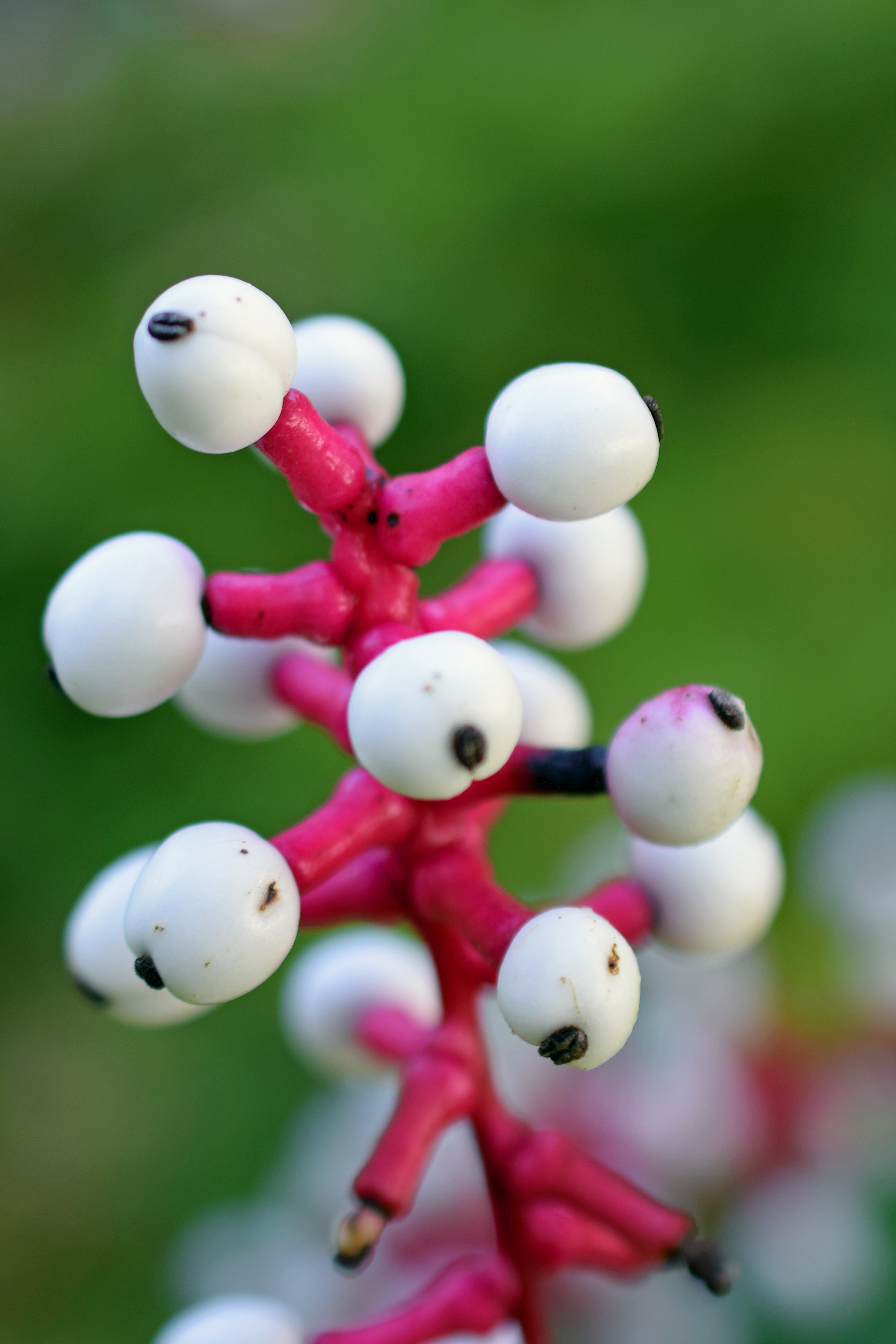 White baneberry