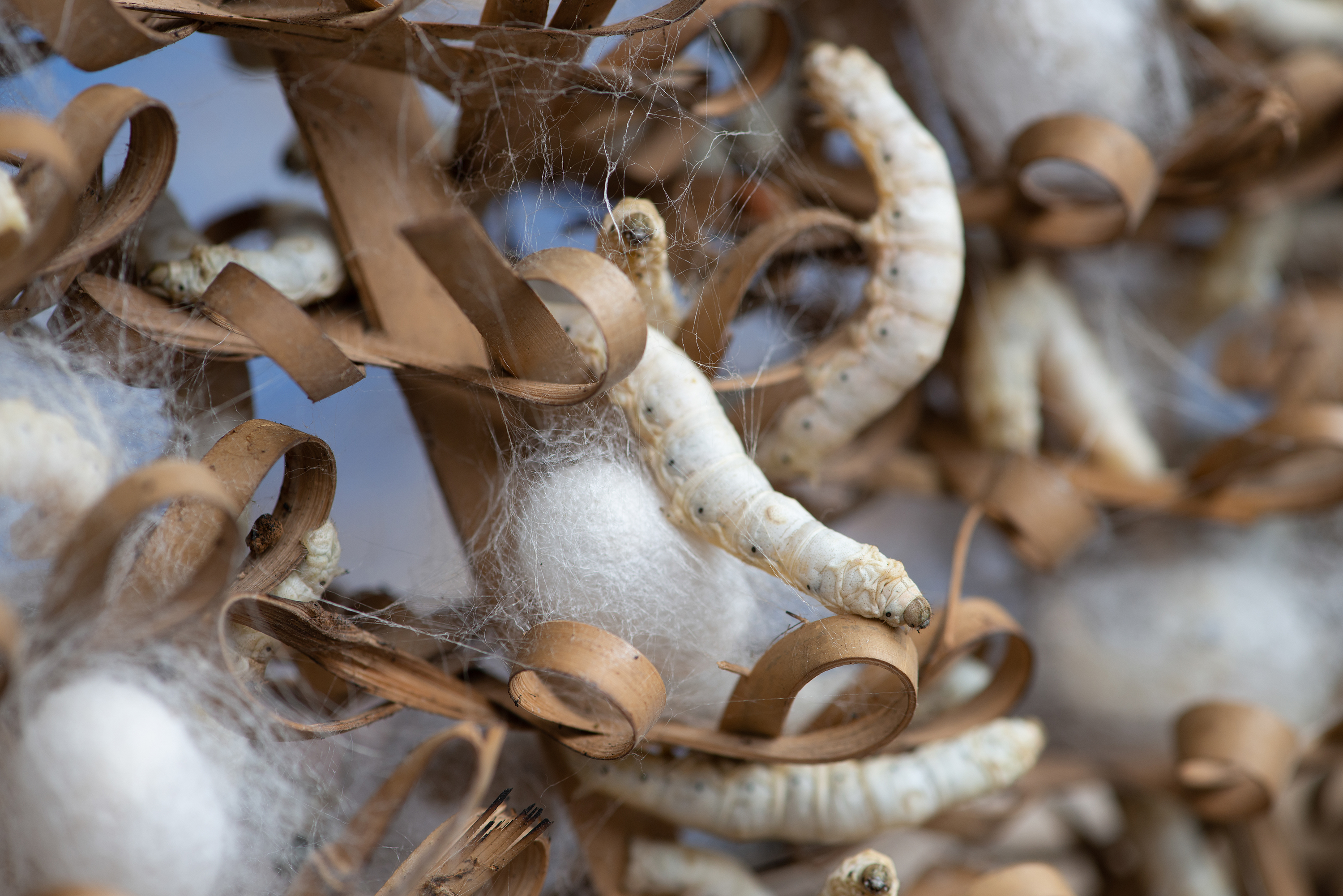 Silkworms spinning cocoons in a silk farm