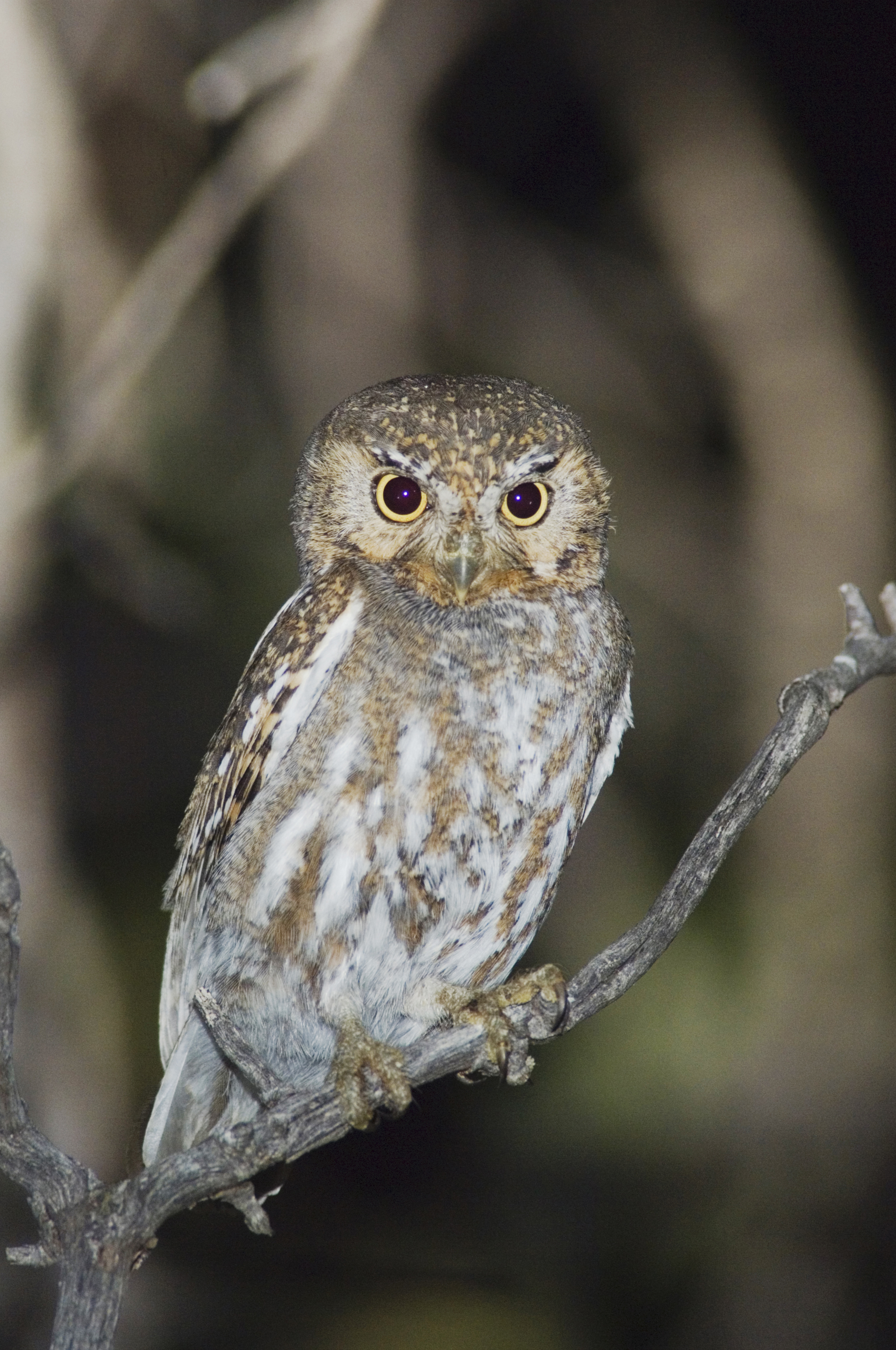 Elf owl