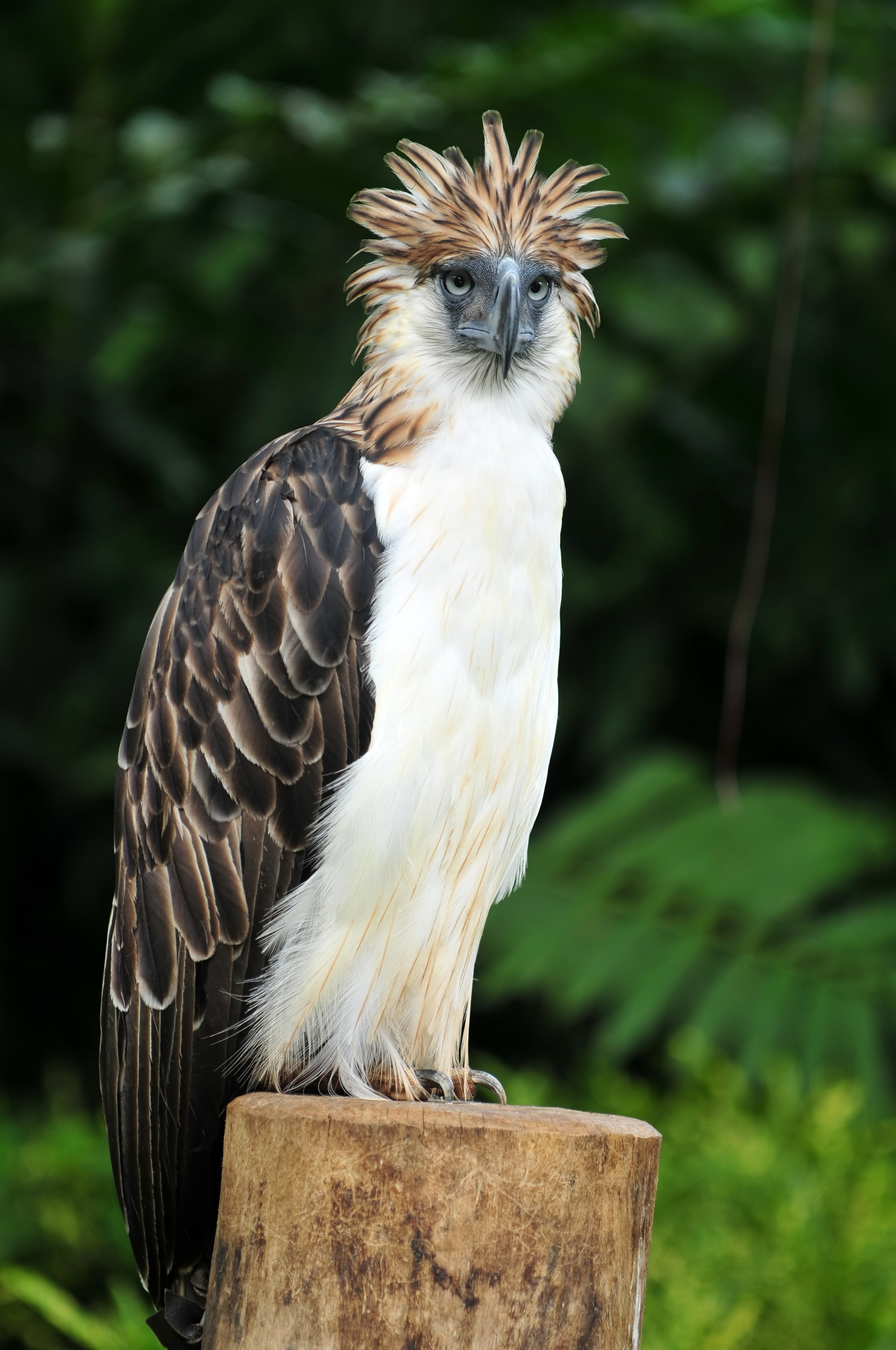 Philippine eagle