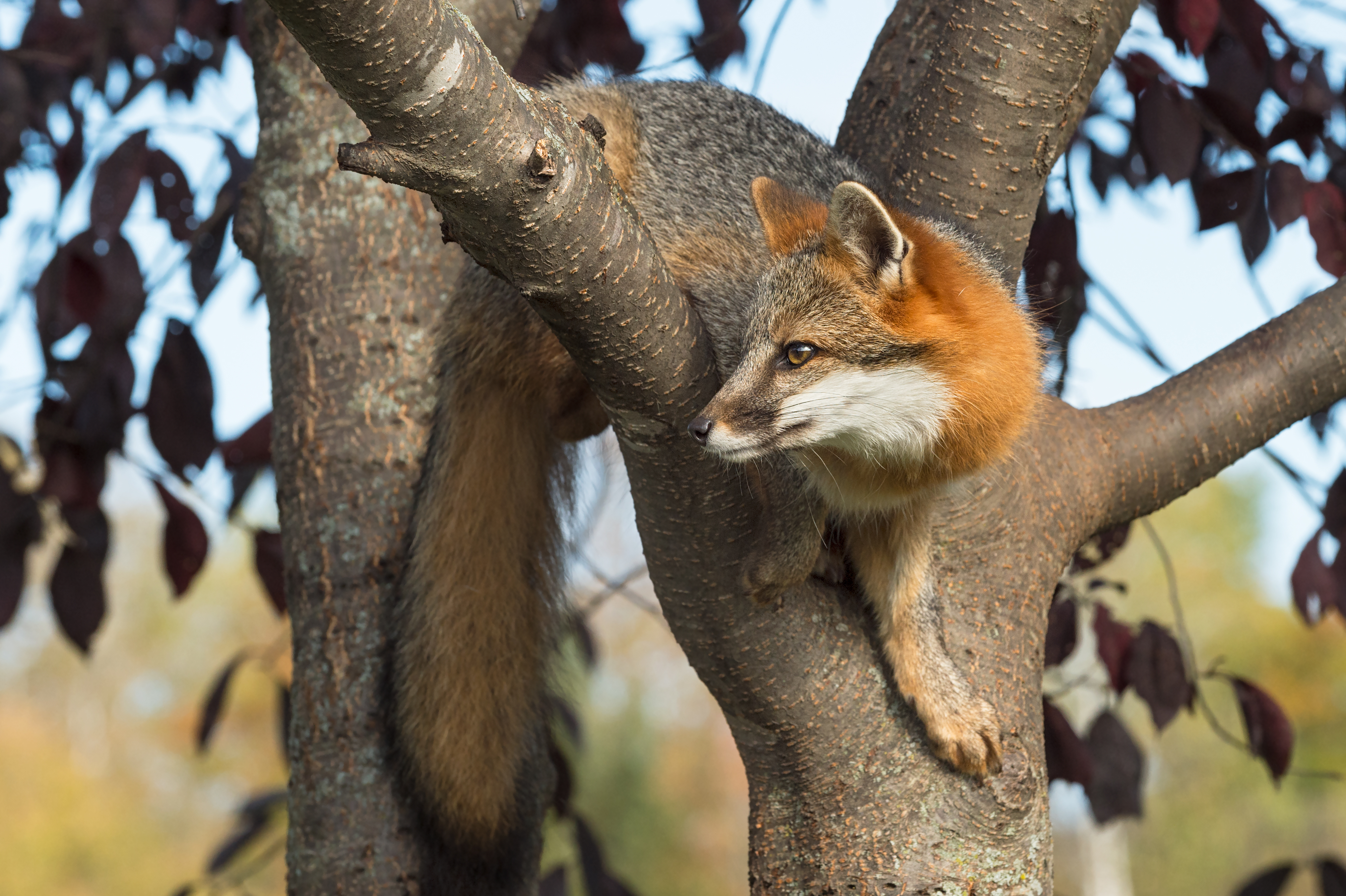 Gray fox