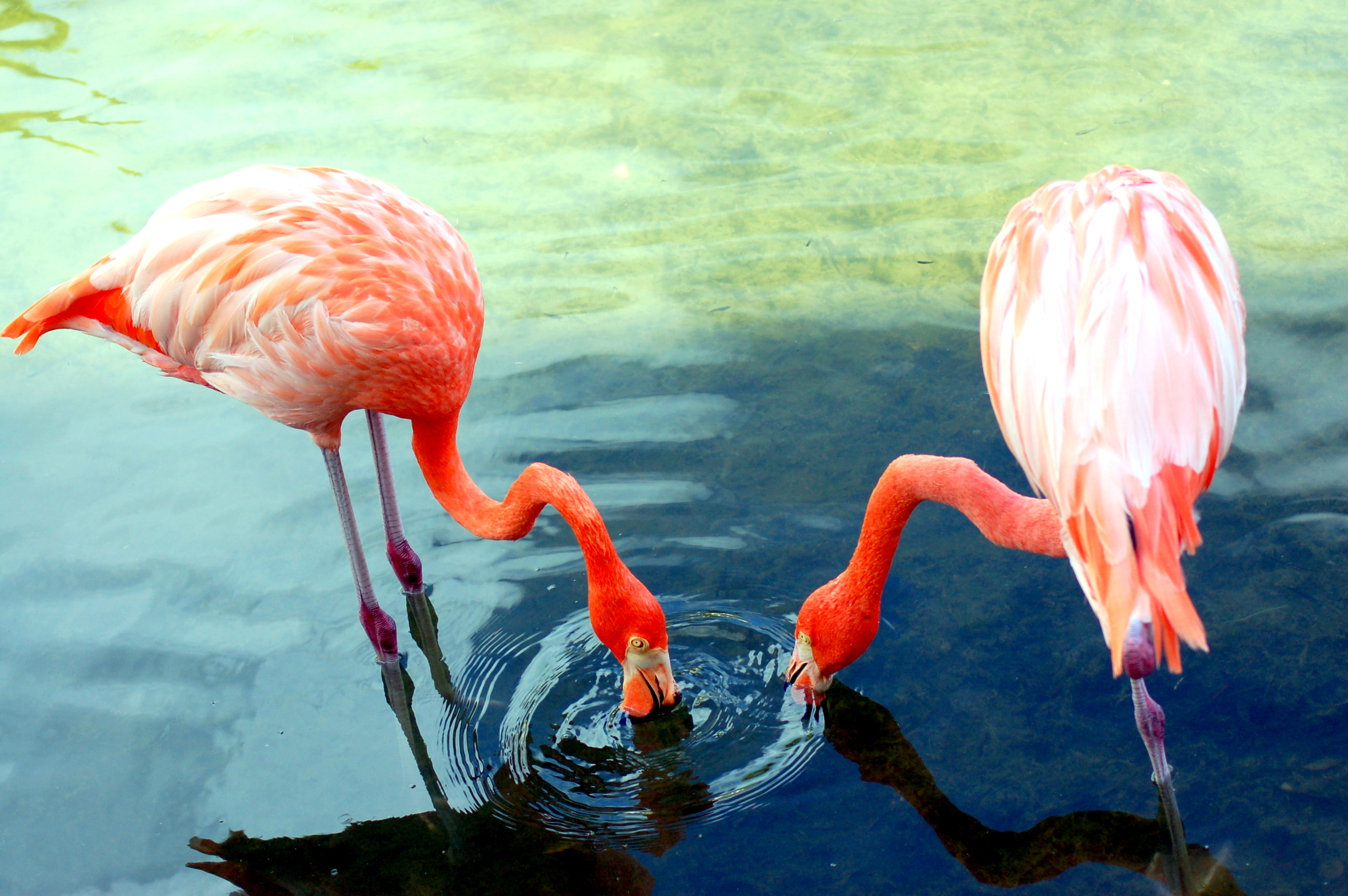 Flamingos