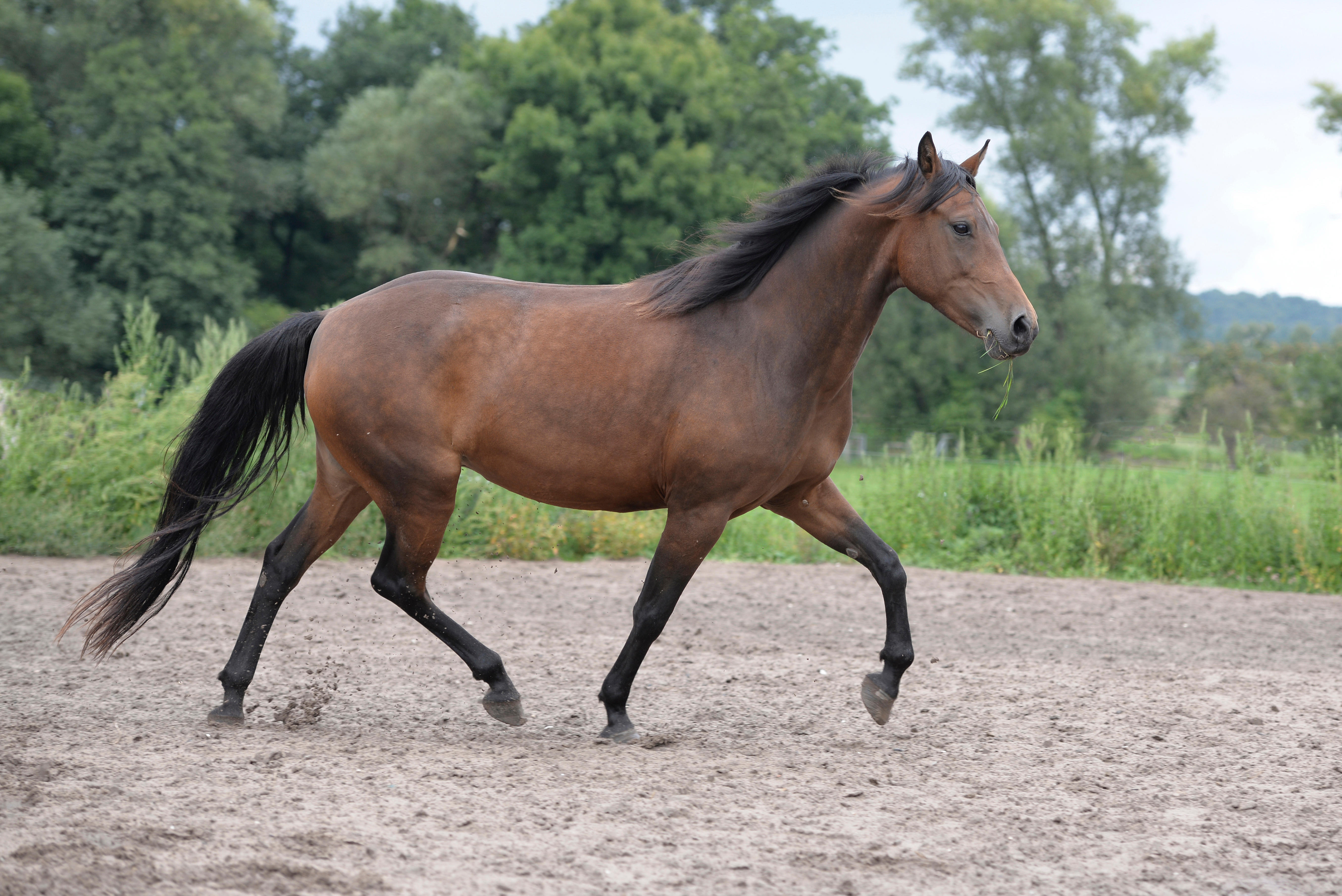 Morgan horse