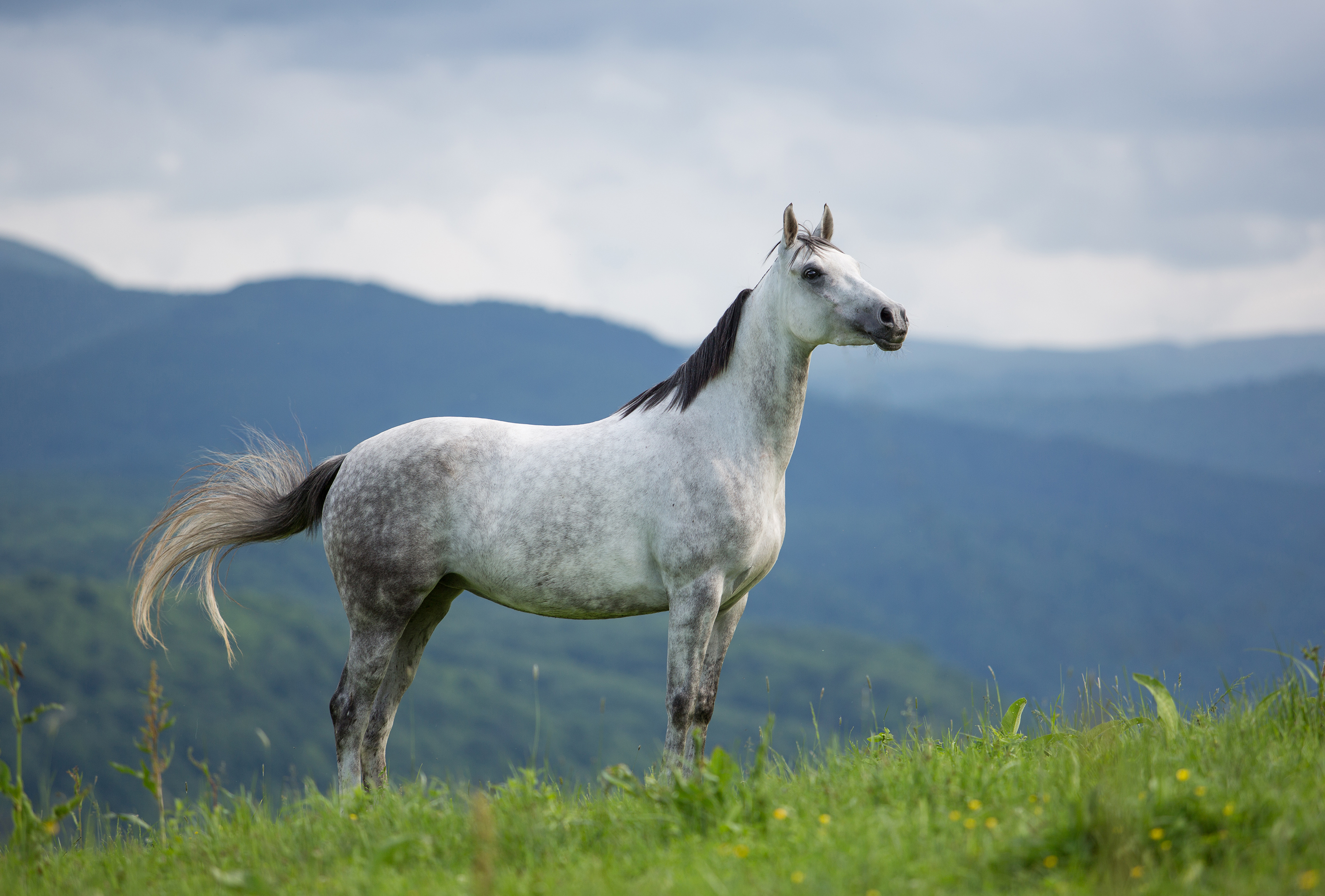 Arabian horse