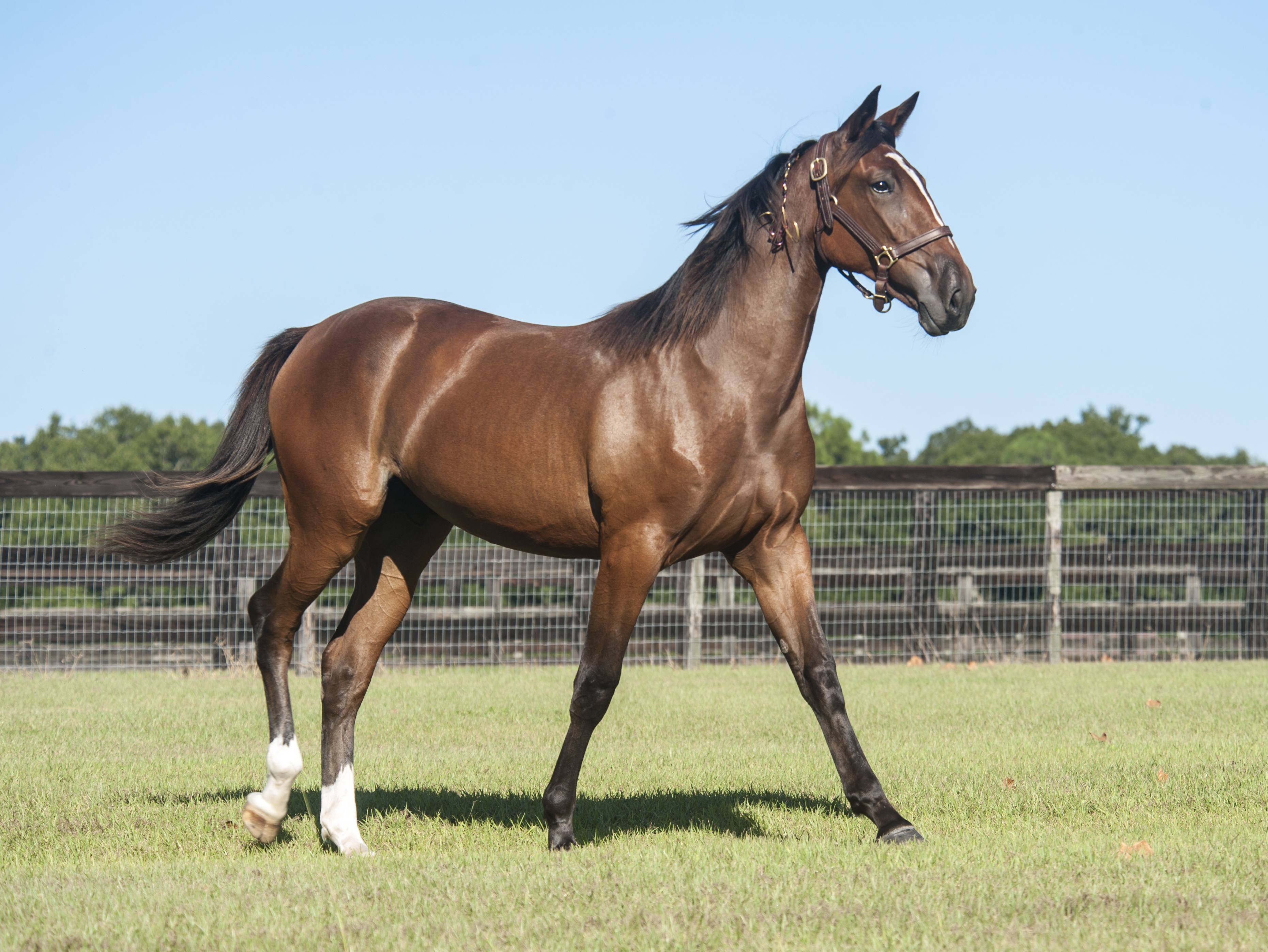 Standardbred horse