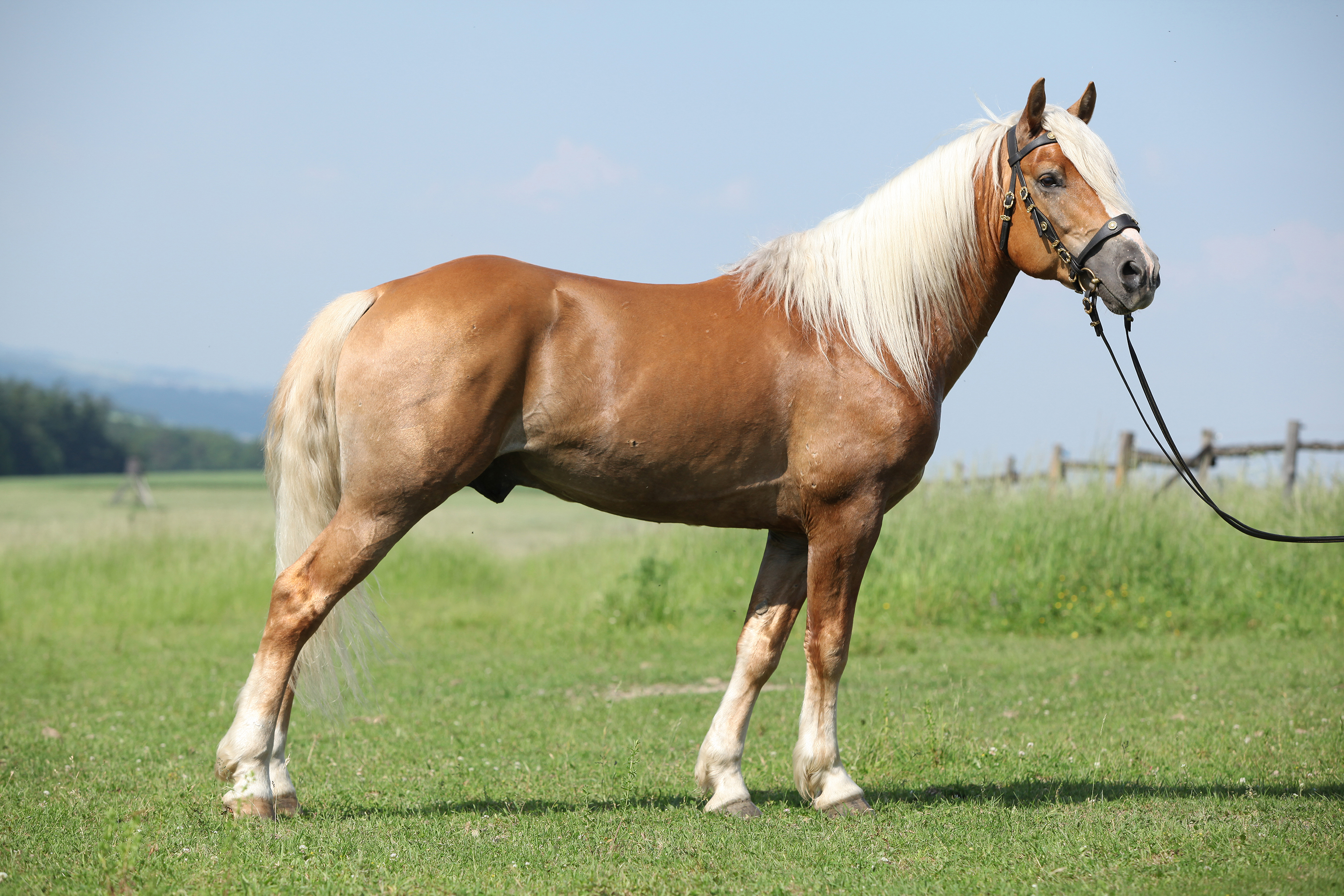 Palomino horse