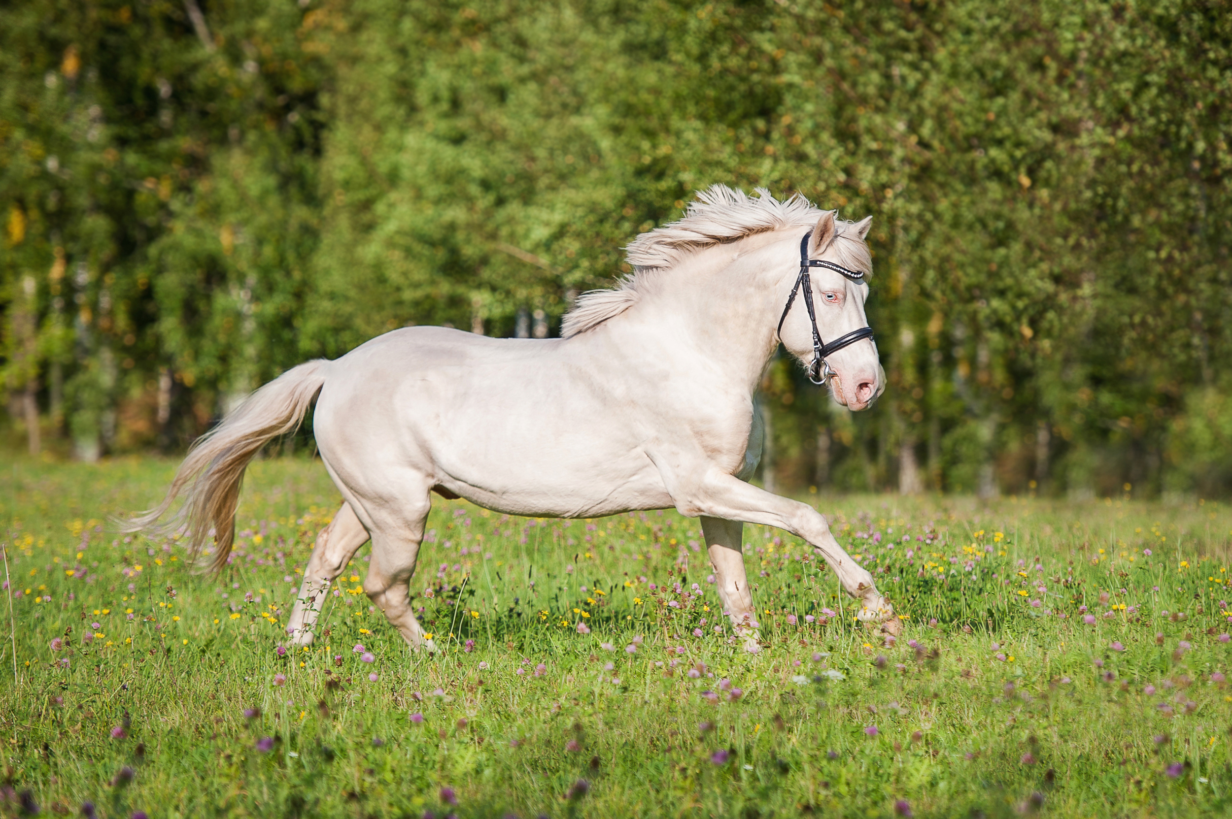 Albino horse