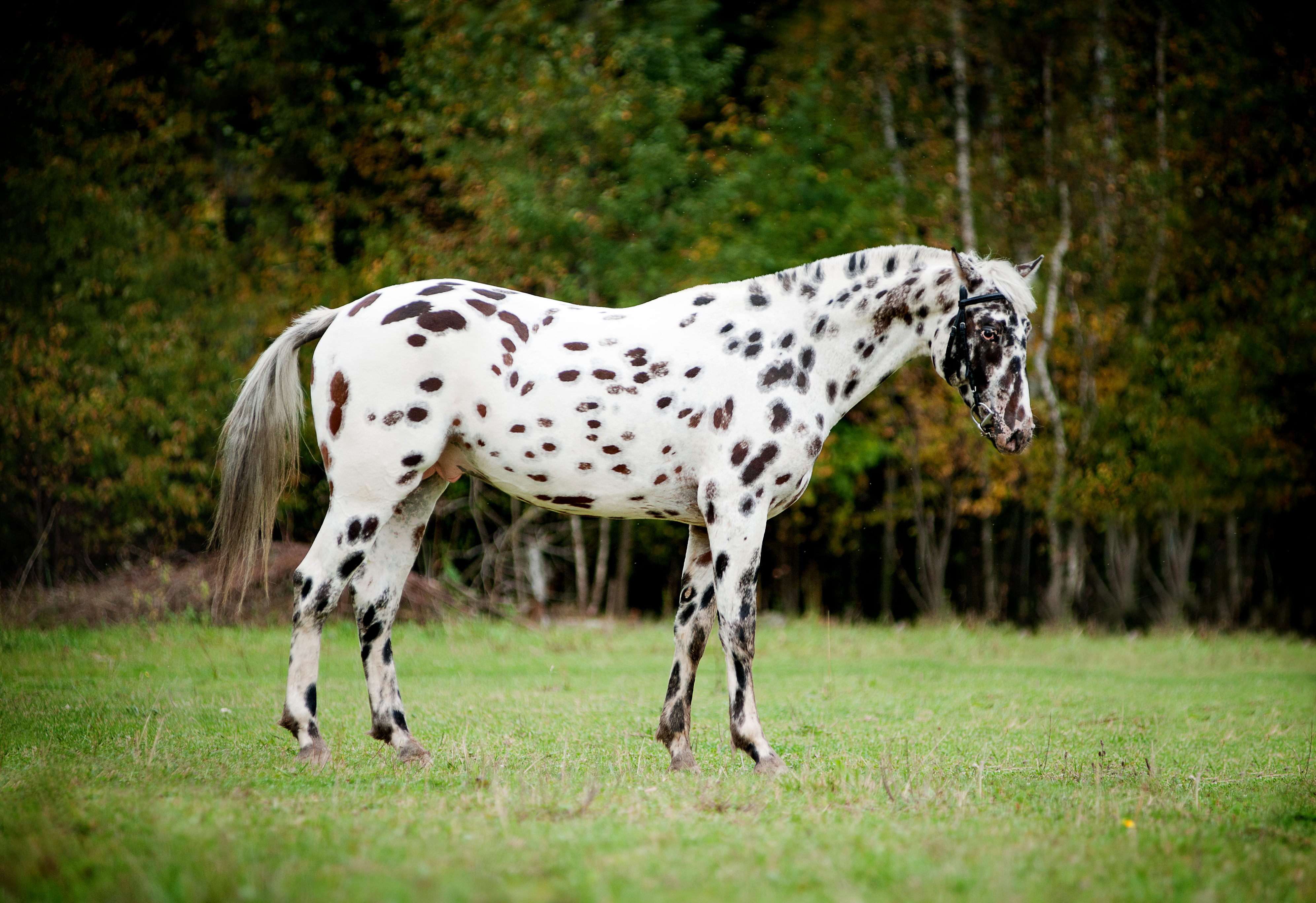 Appaloosa horse