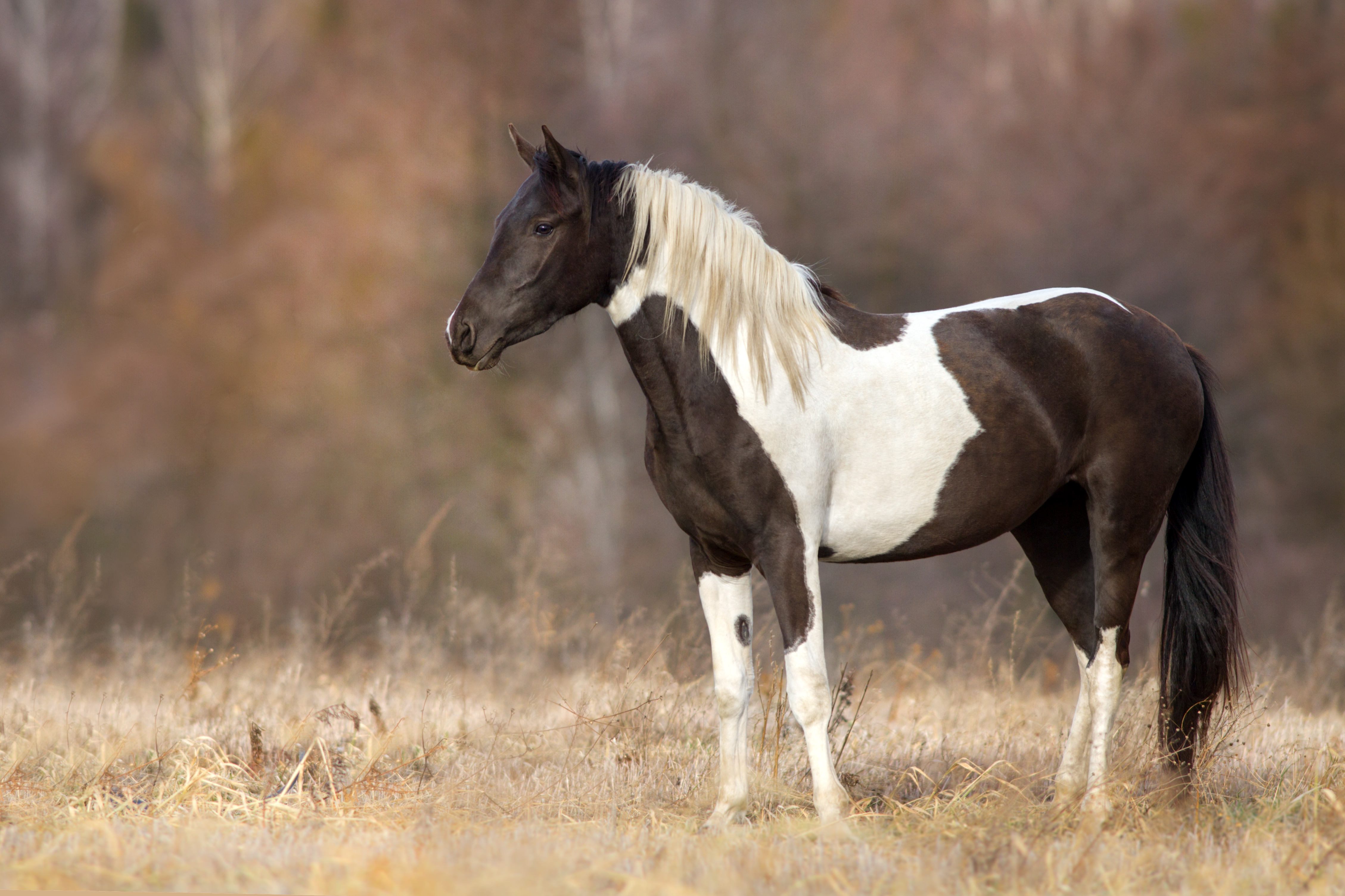 Pinto horse