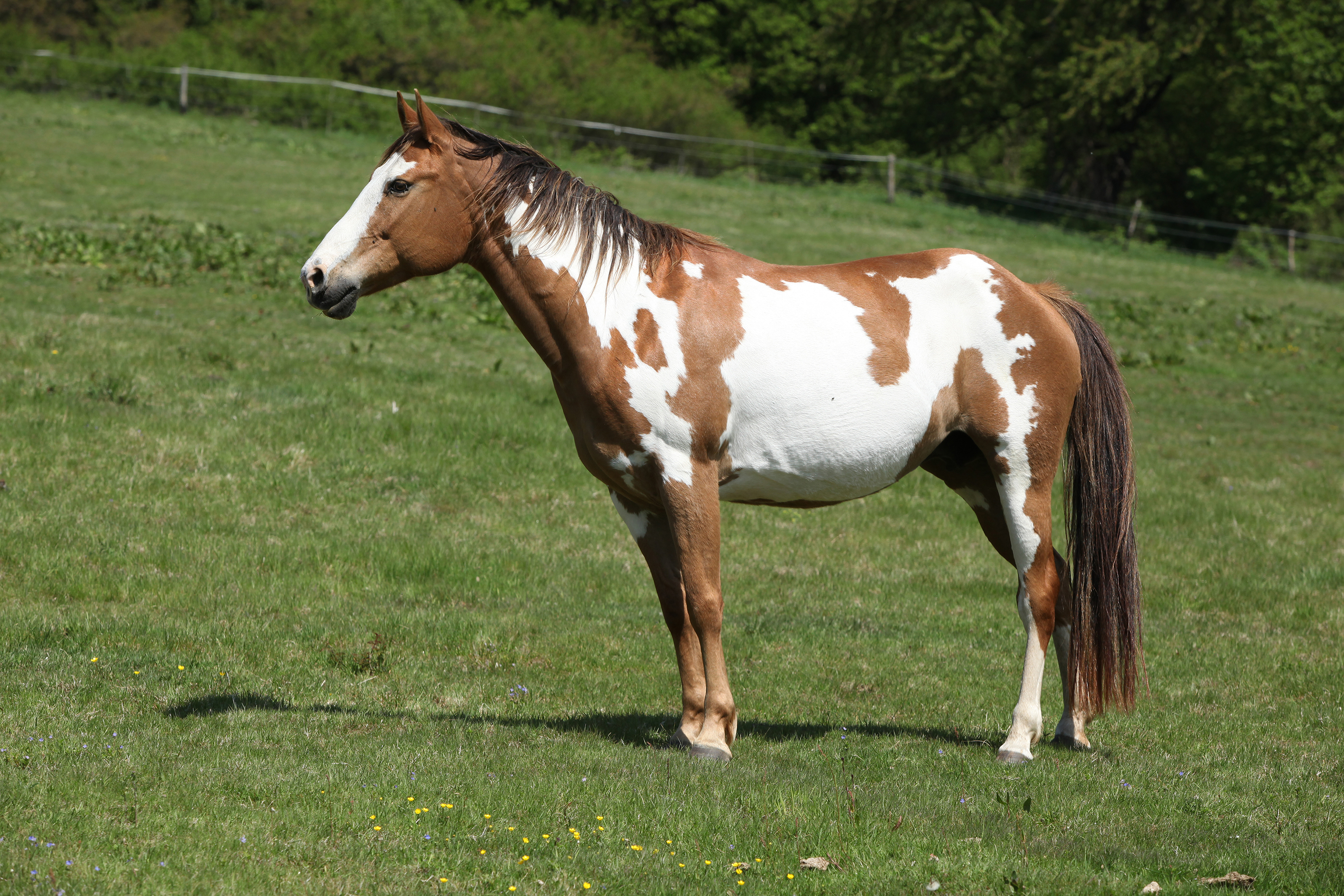 Paint horse