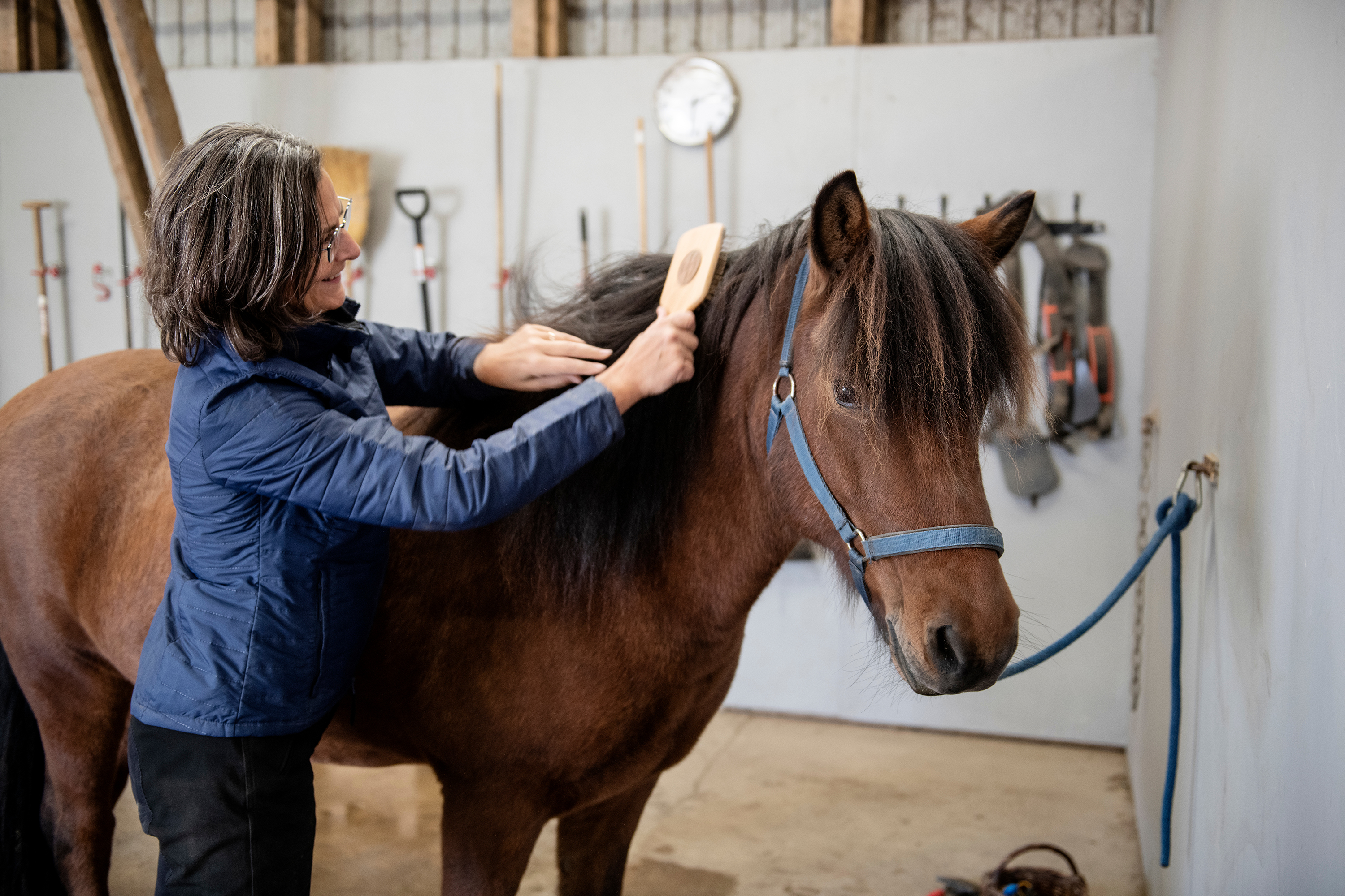 Grooming a horse