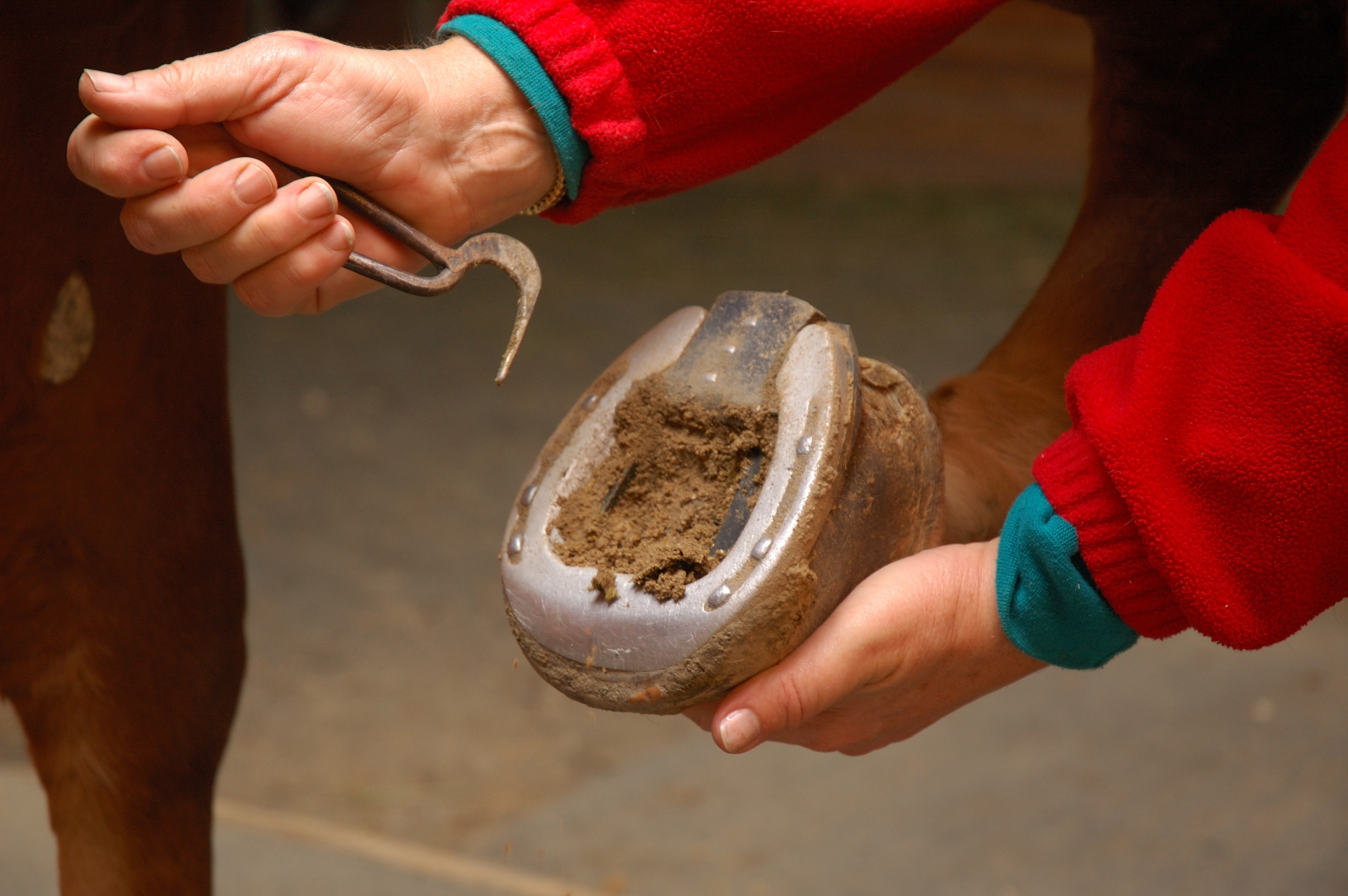 Cleaning a horse's hoofs