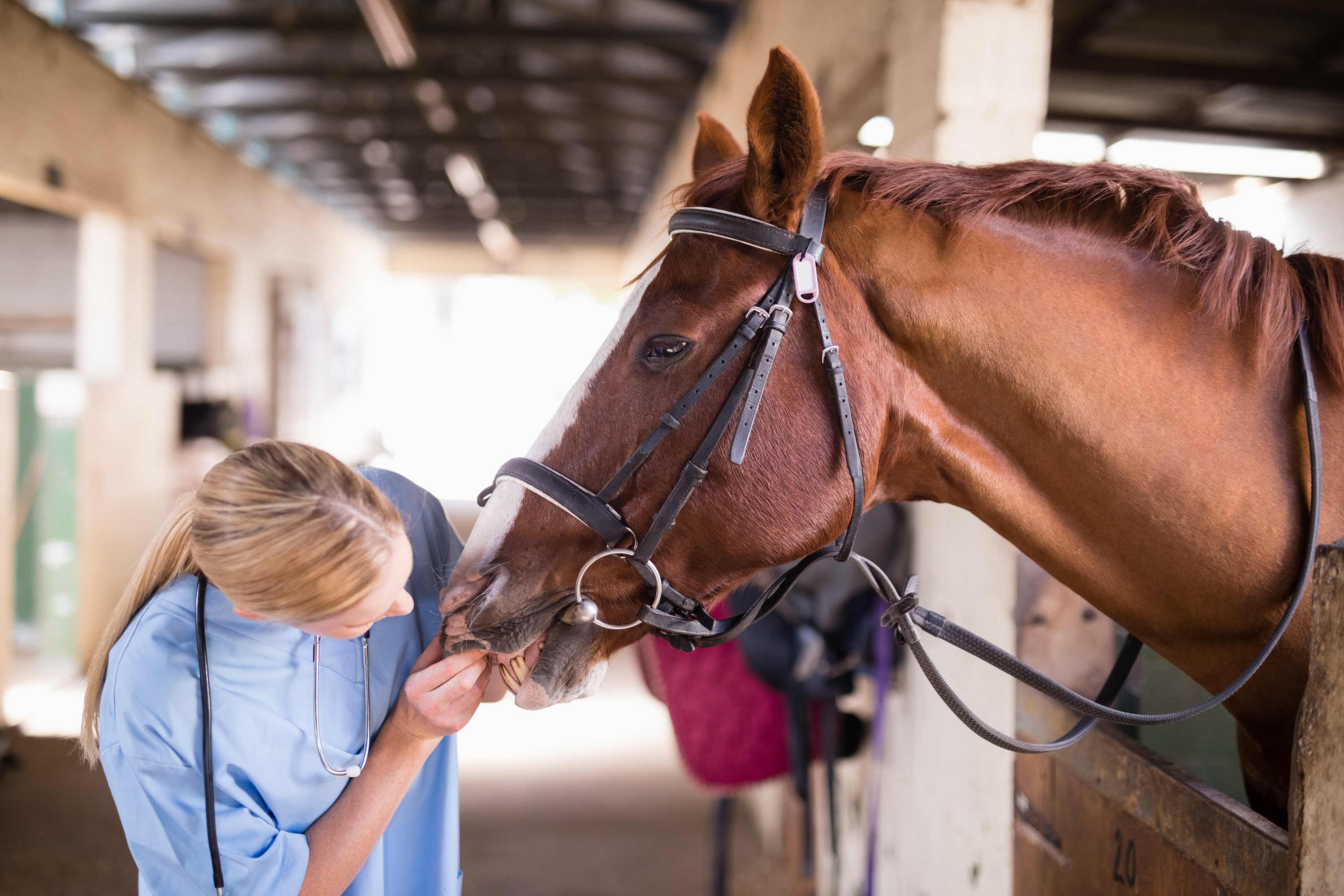 Medical care of a horse