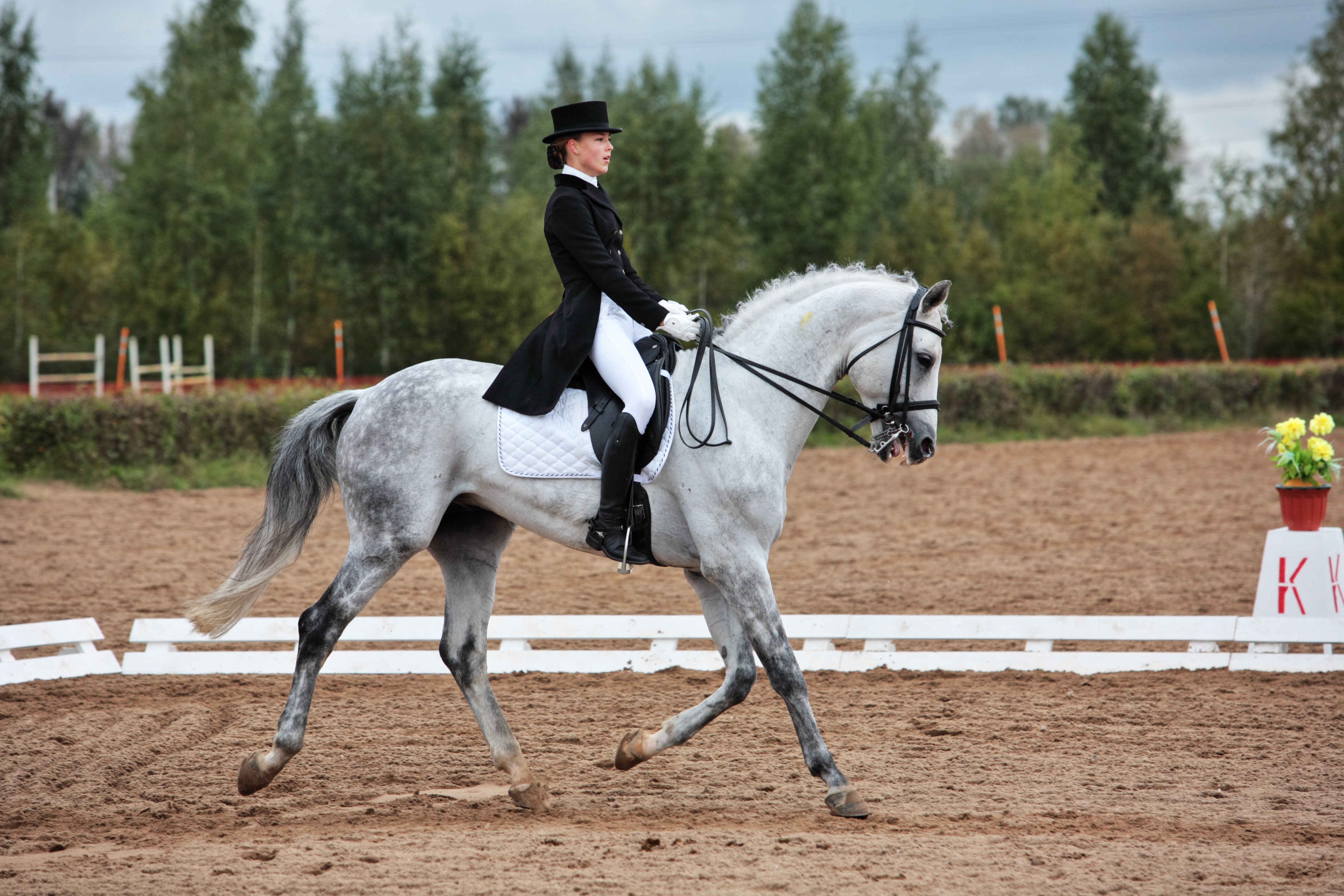 Dressage competition