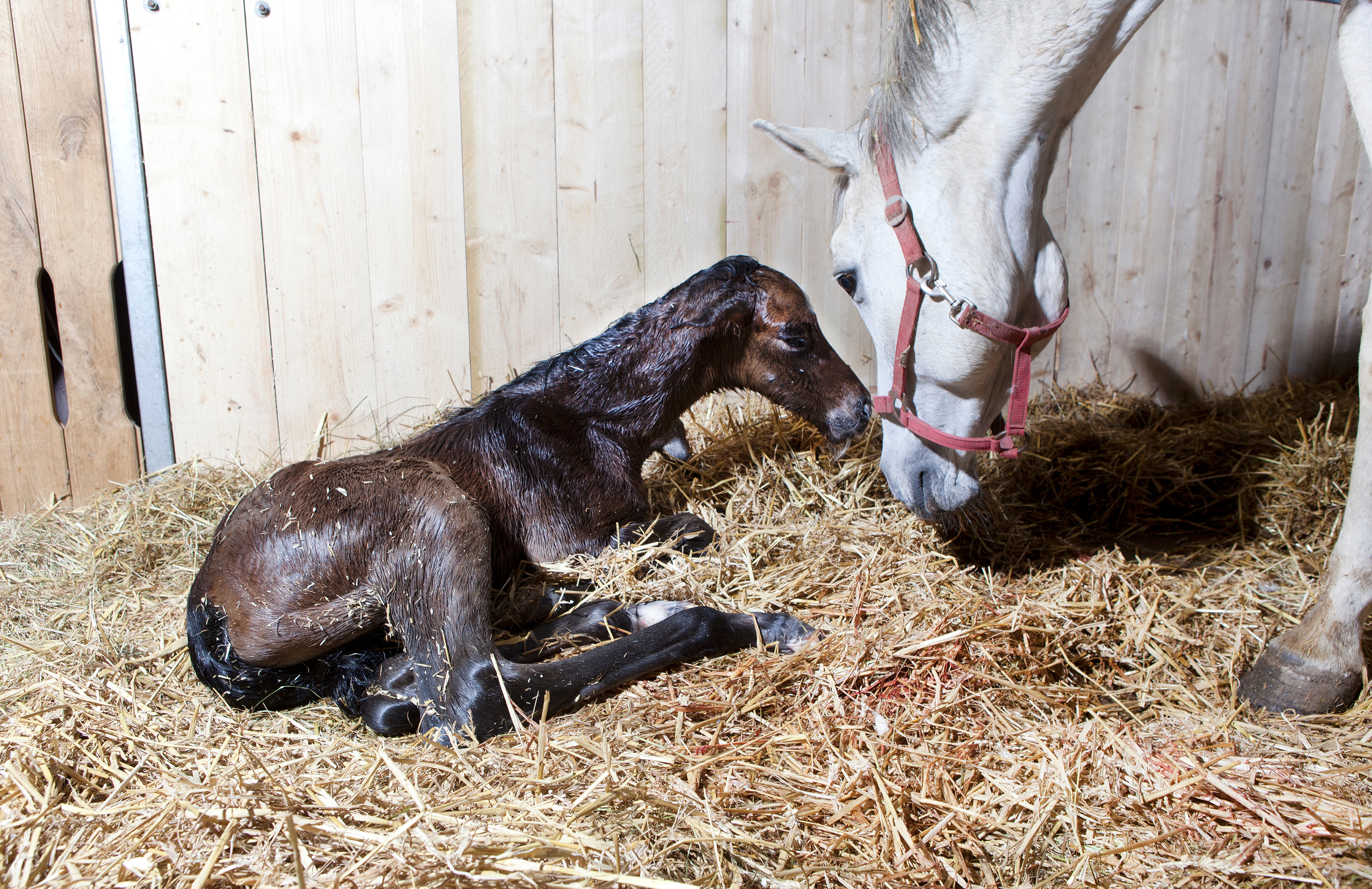 Newborn foal