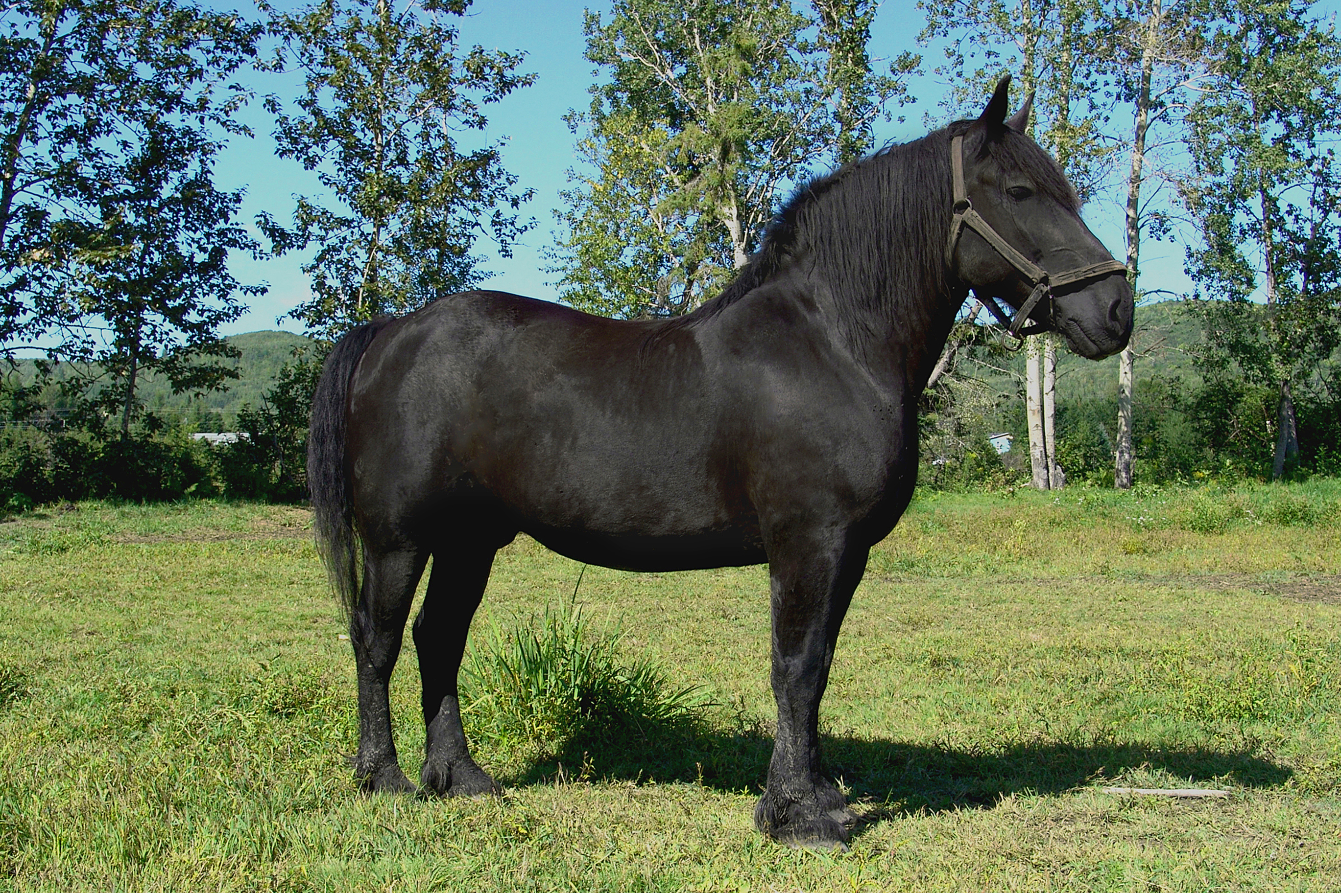 Percheron horse