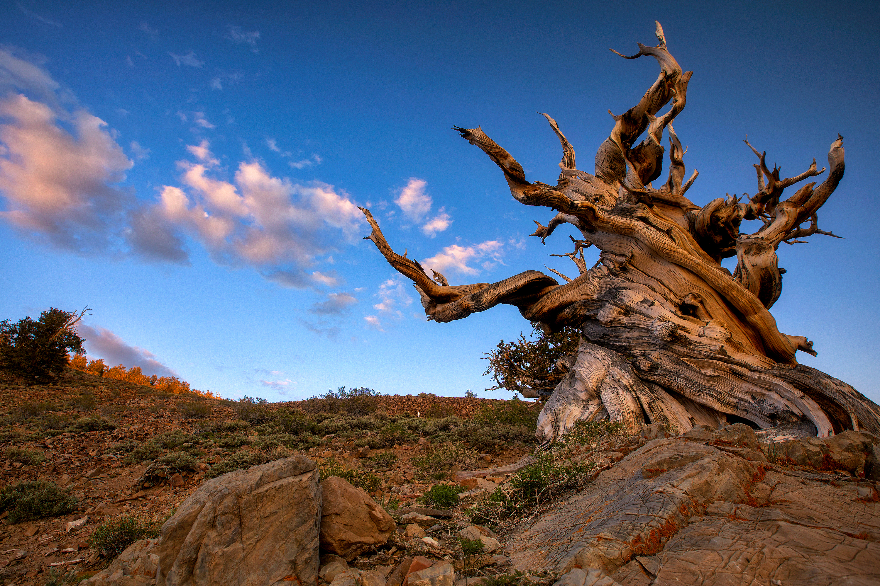 Great Basin bristlecone pine in the White Mountains, California