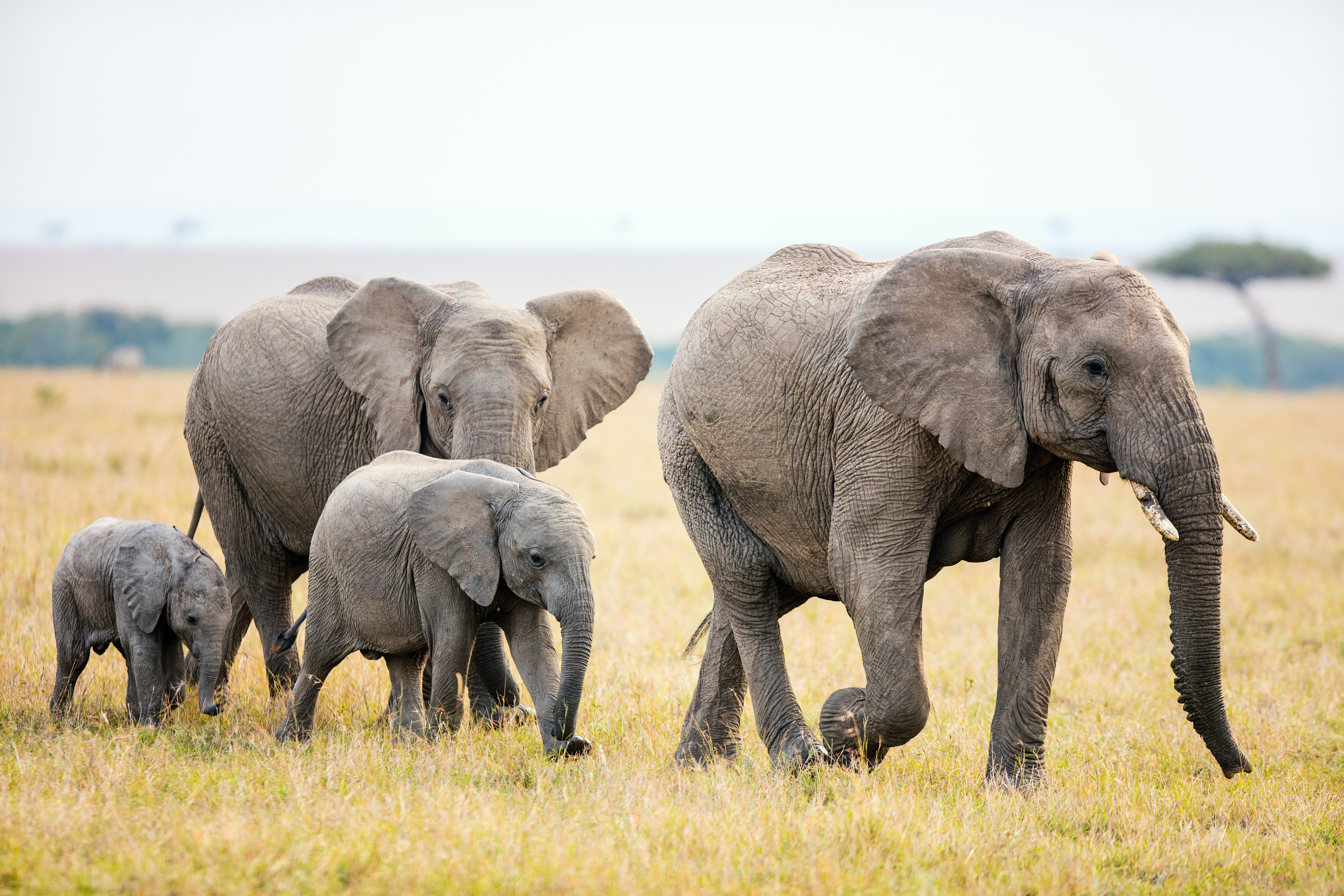 Elephant family