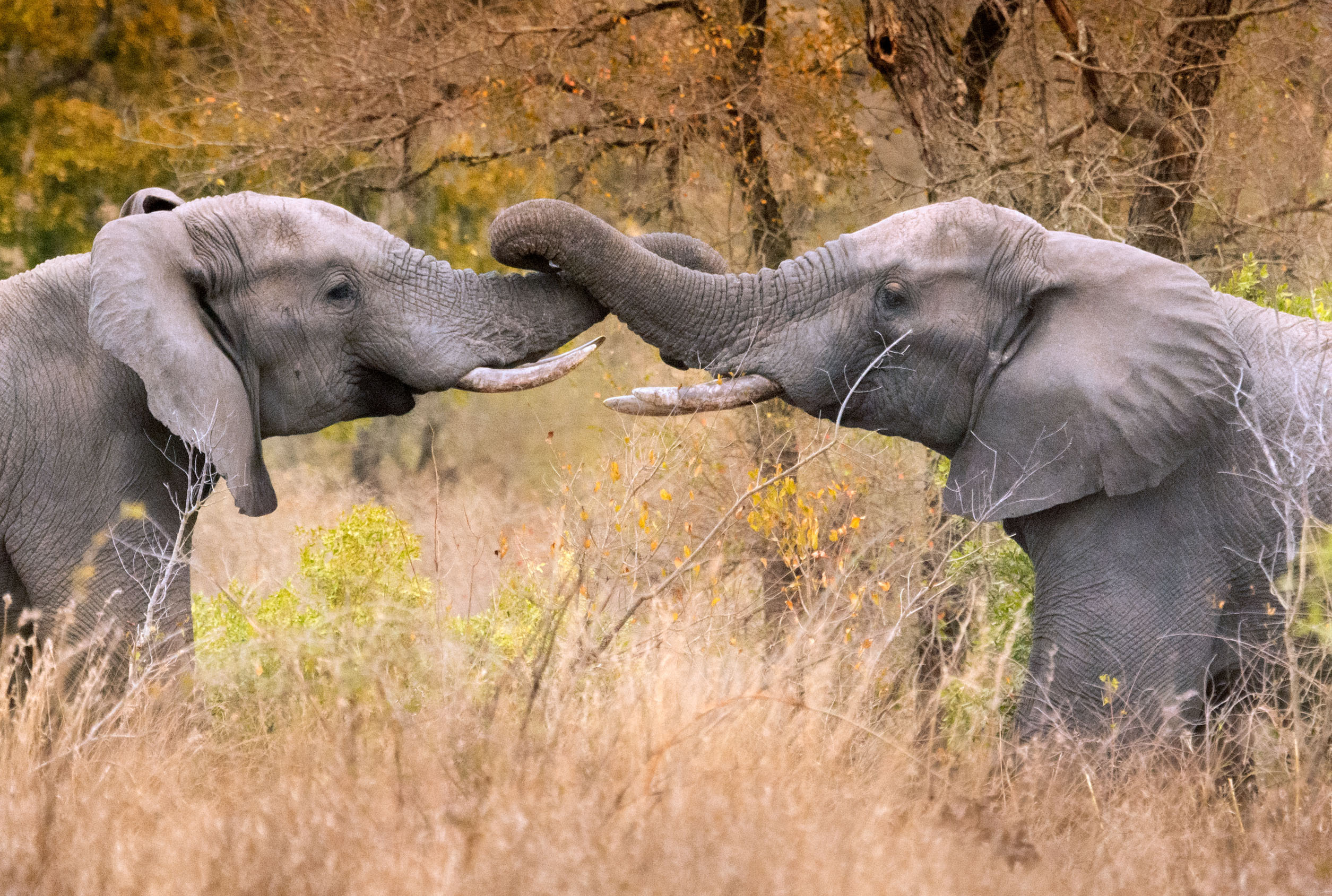 Elephants touch trunks as a greeting