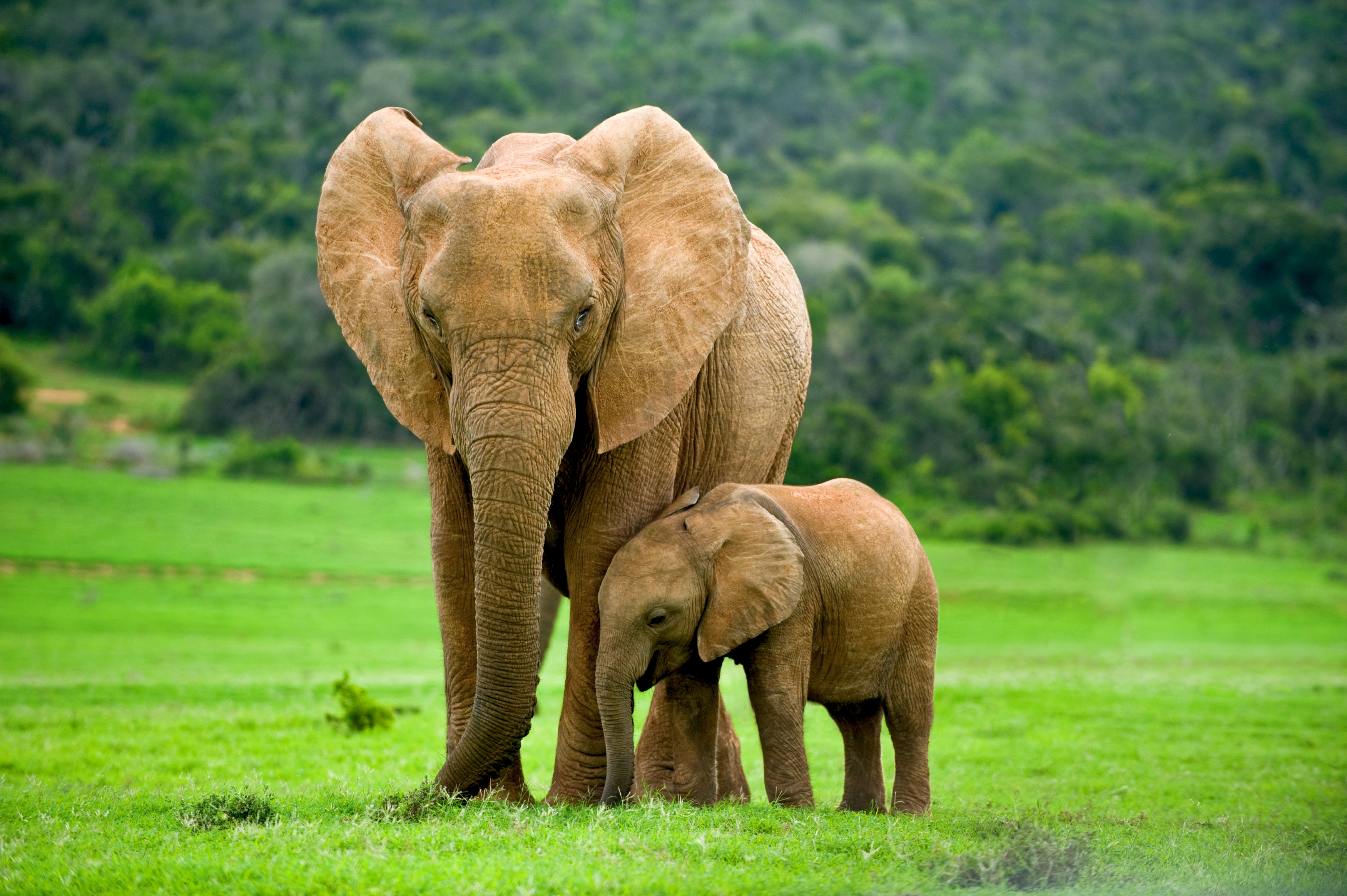 Baby elephant