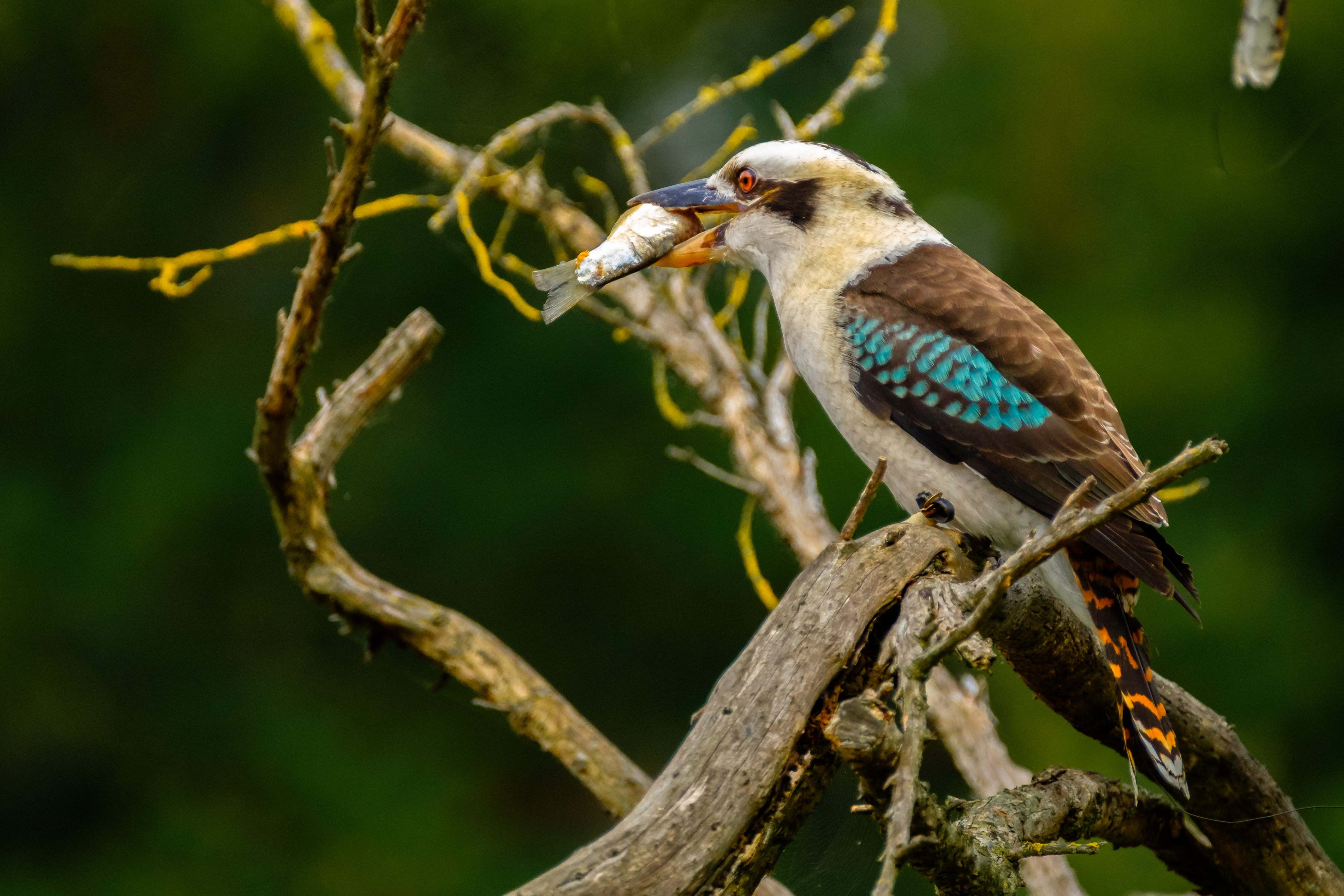 Kookaburra with prey