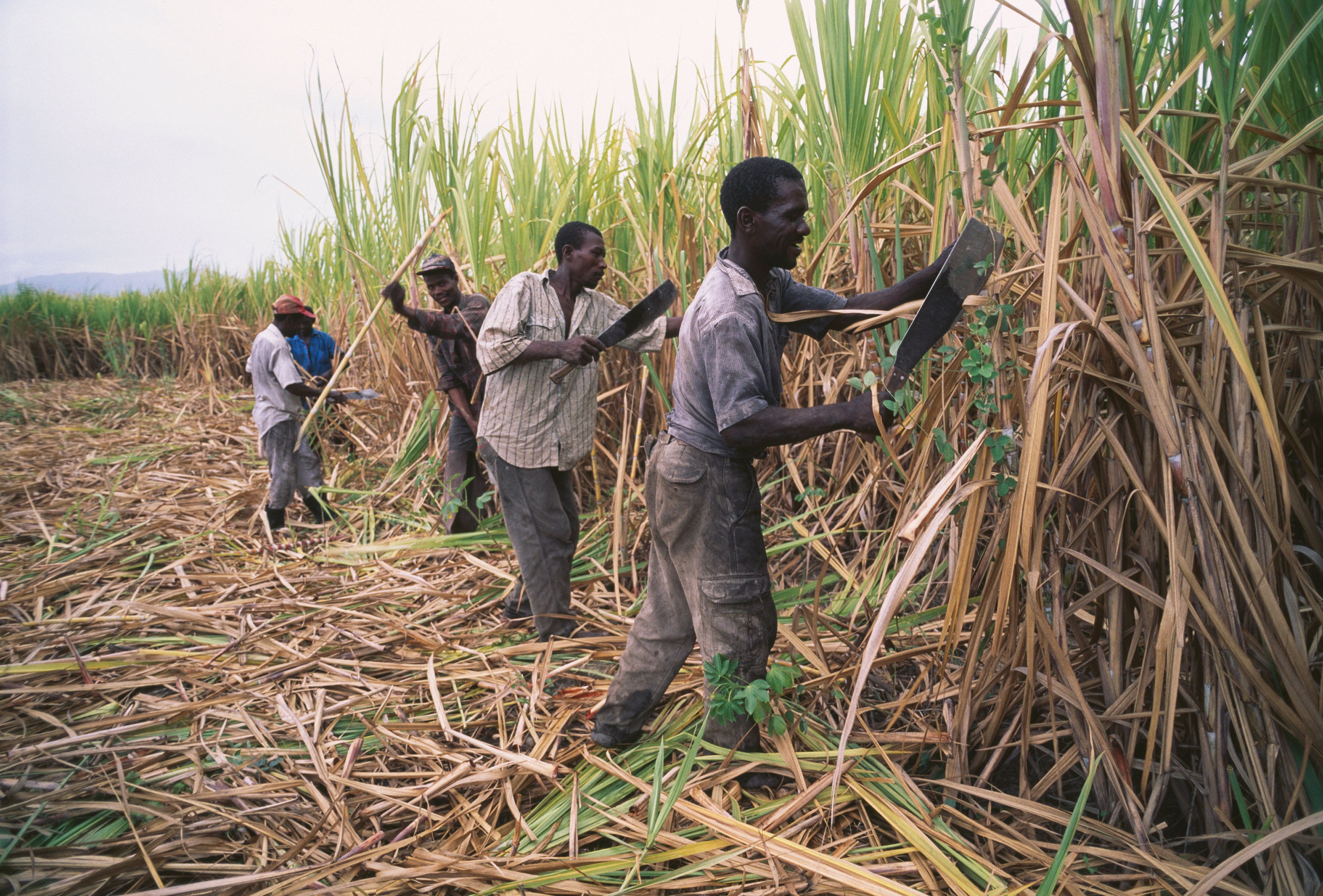 Sugar cane harvest, Cuba