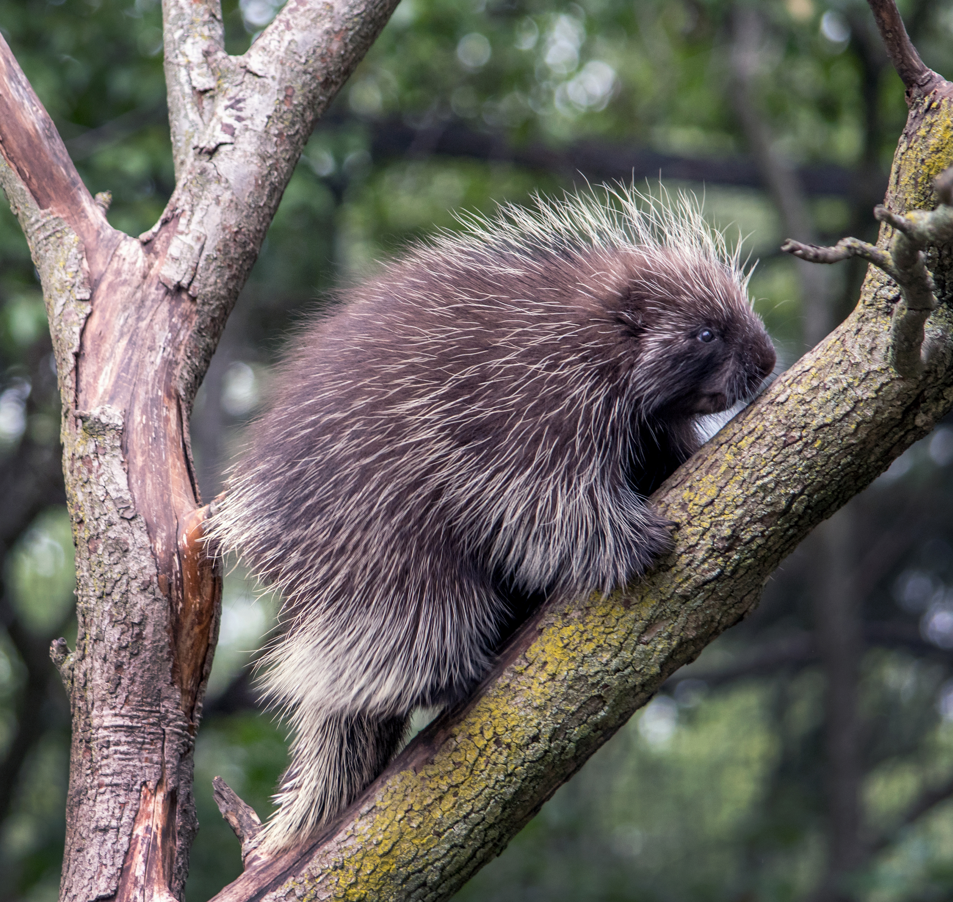 North American porcupine