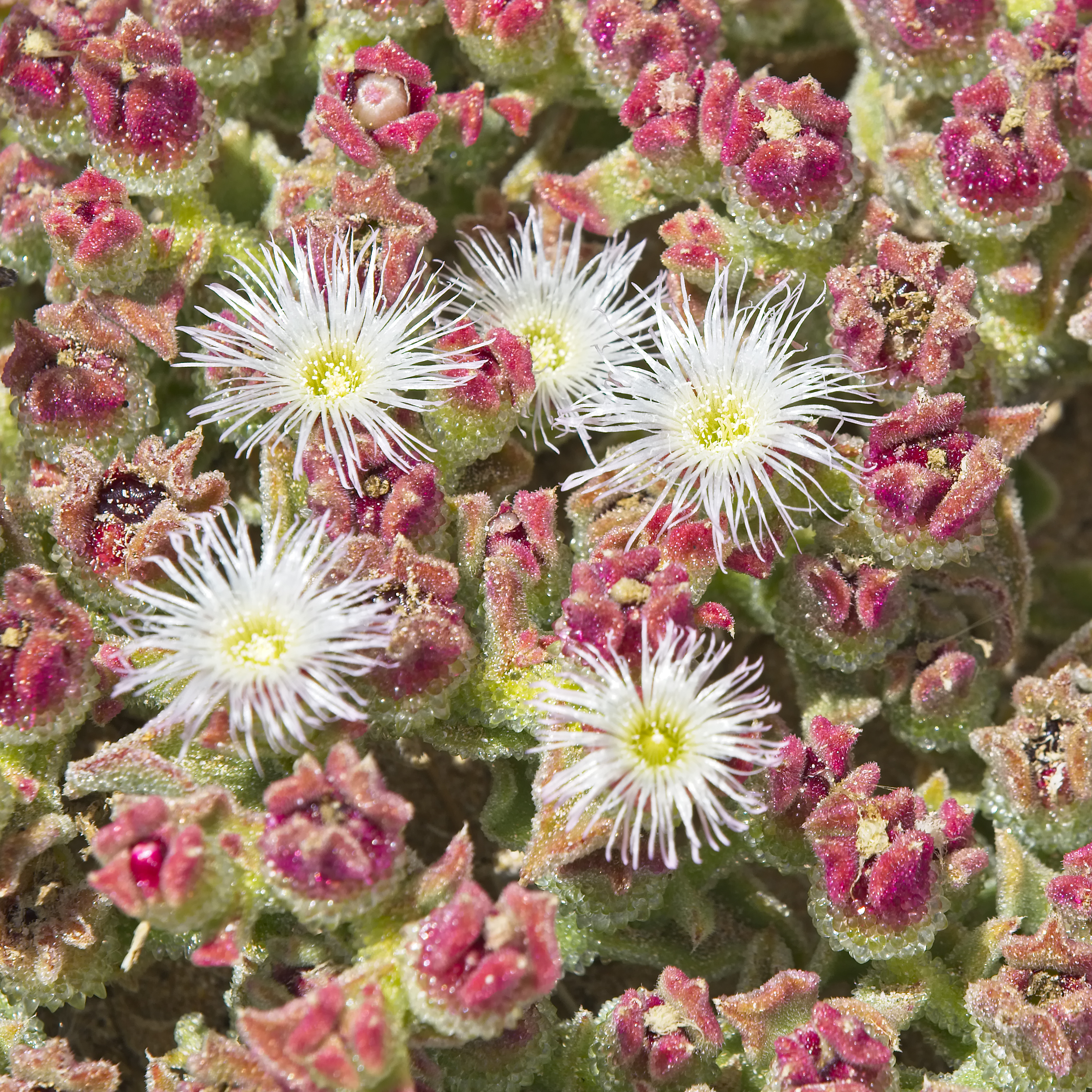 Beautiful ice plant flowers have many delicate petals.