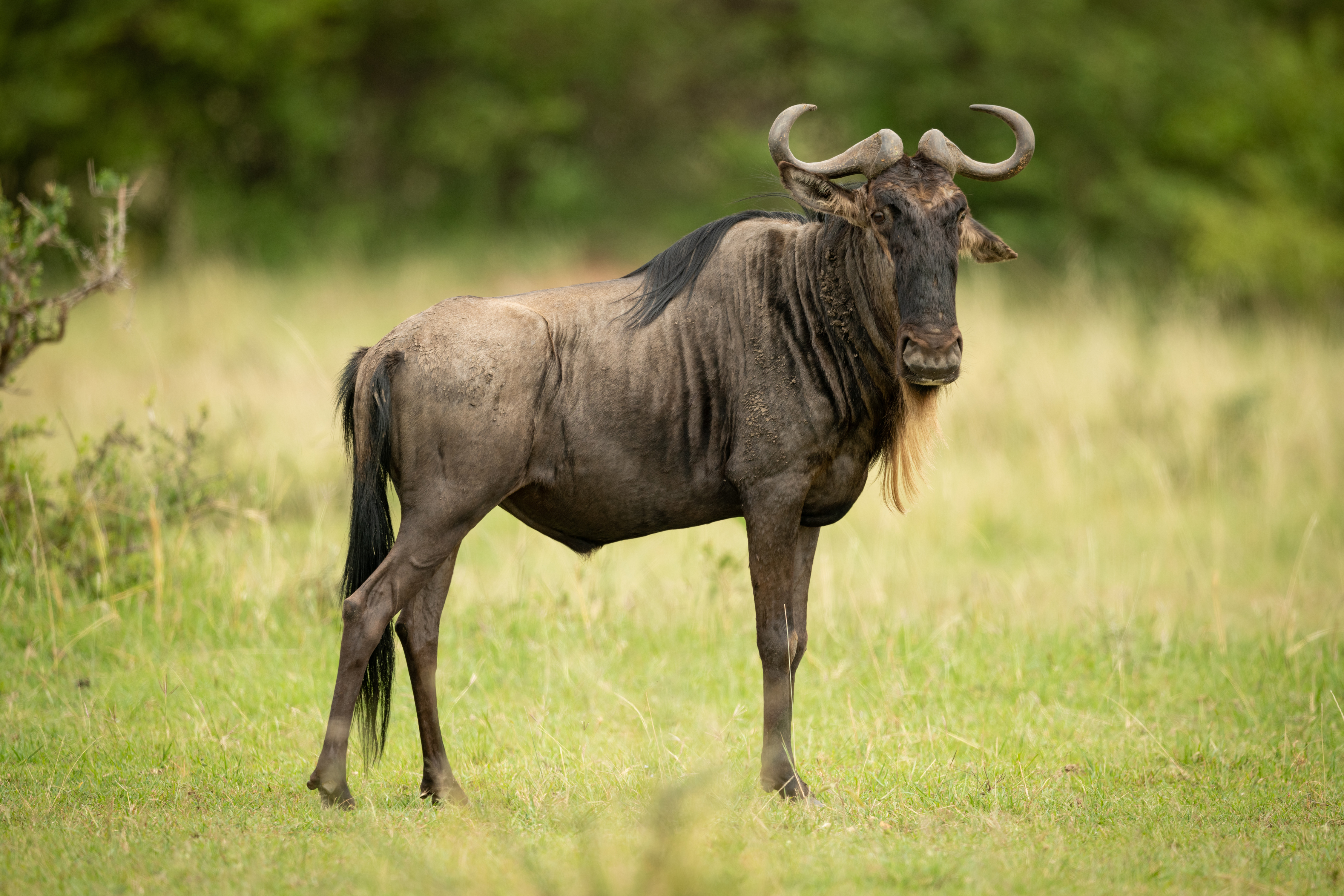 Blue wildebeest