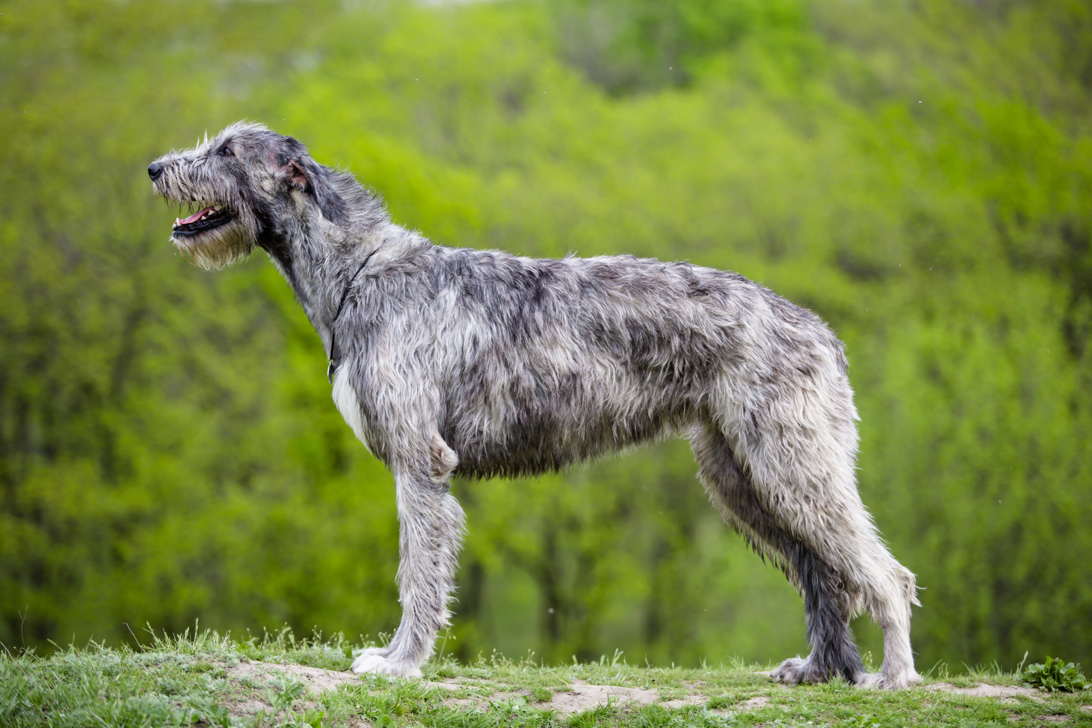 Irish wolfhound