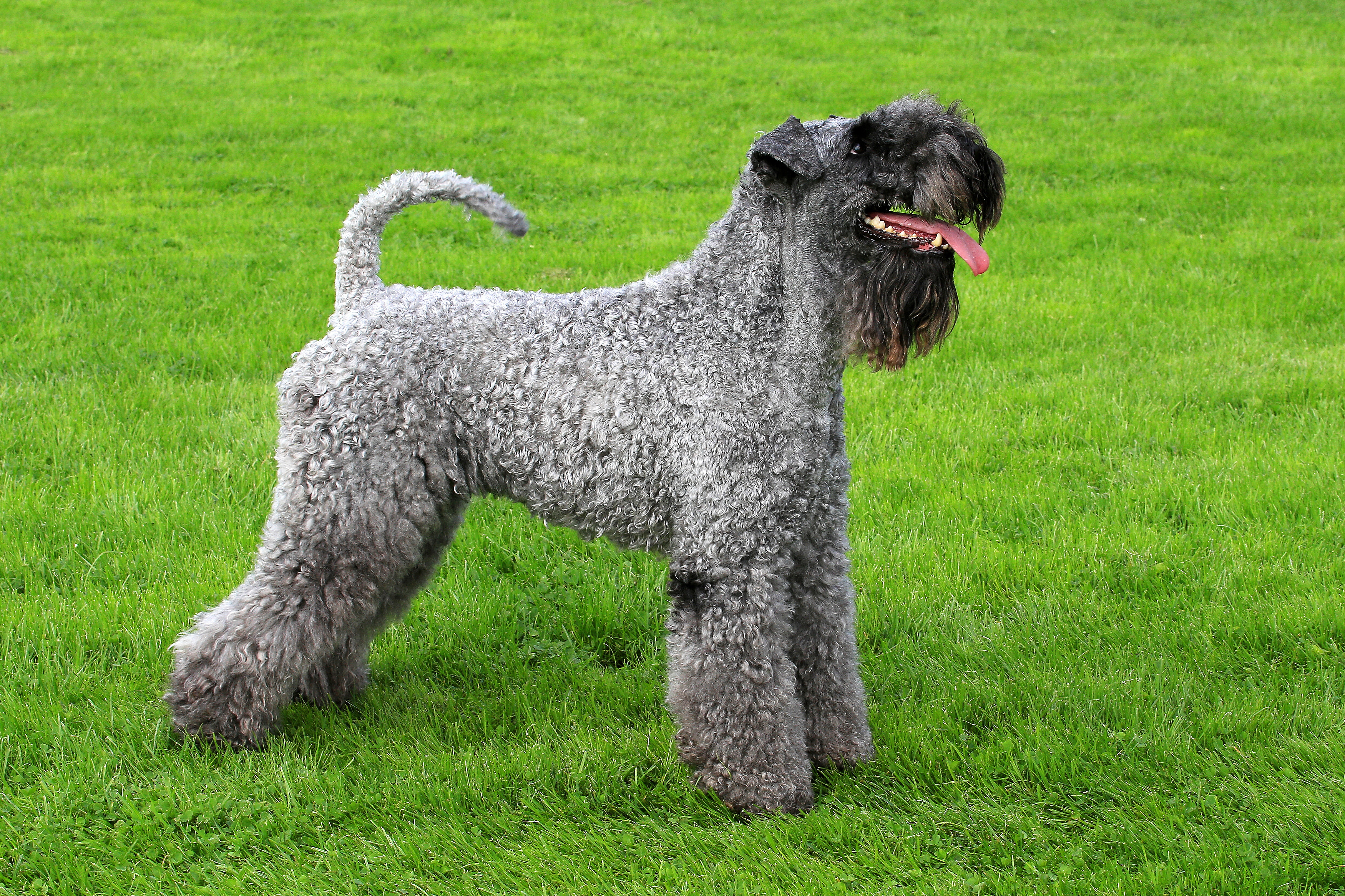 Kerry blue terrier